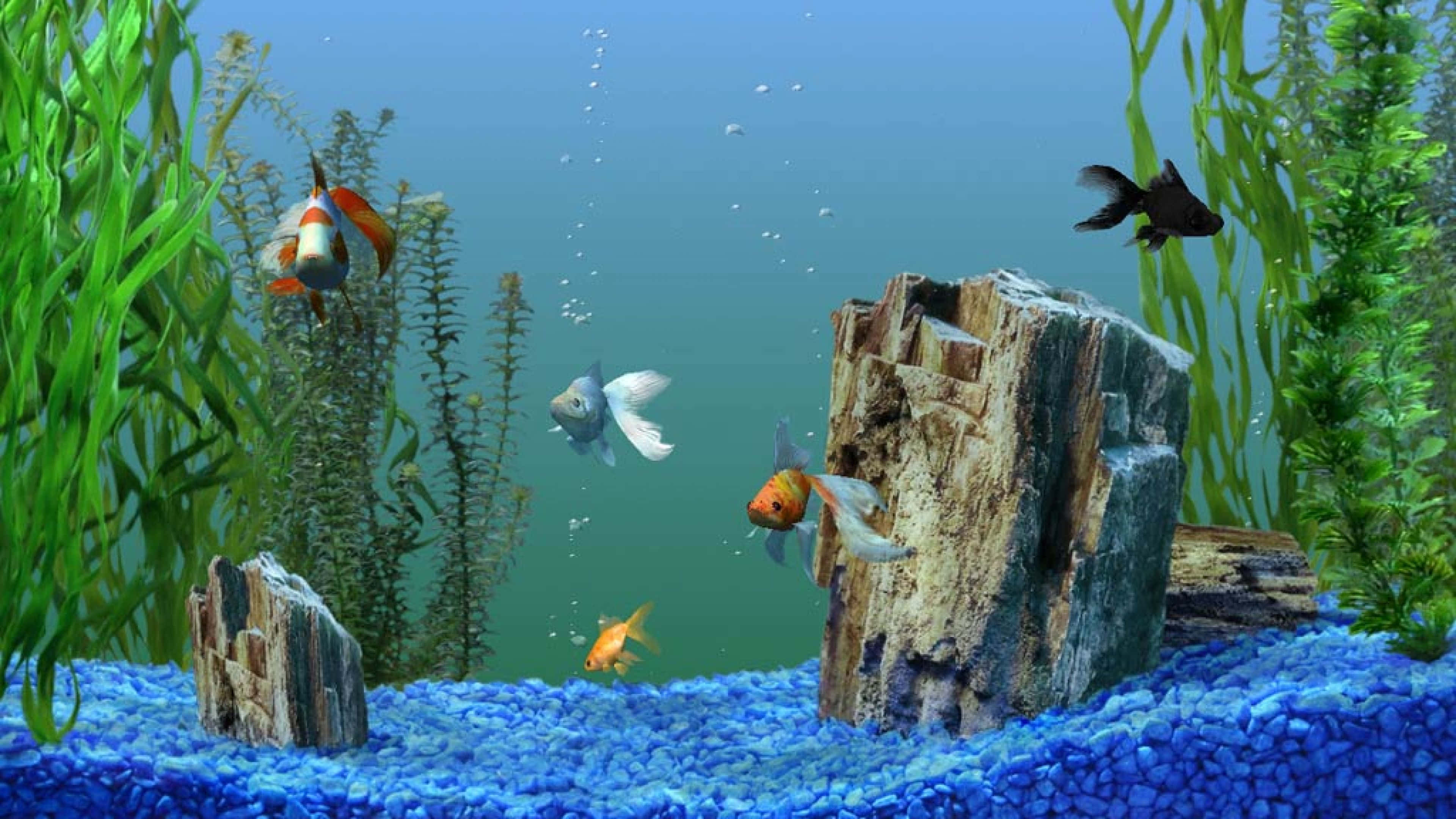 clownfish, vibrant reef, lush green plants, 4K Desktop Wallpaper