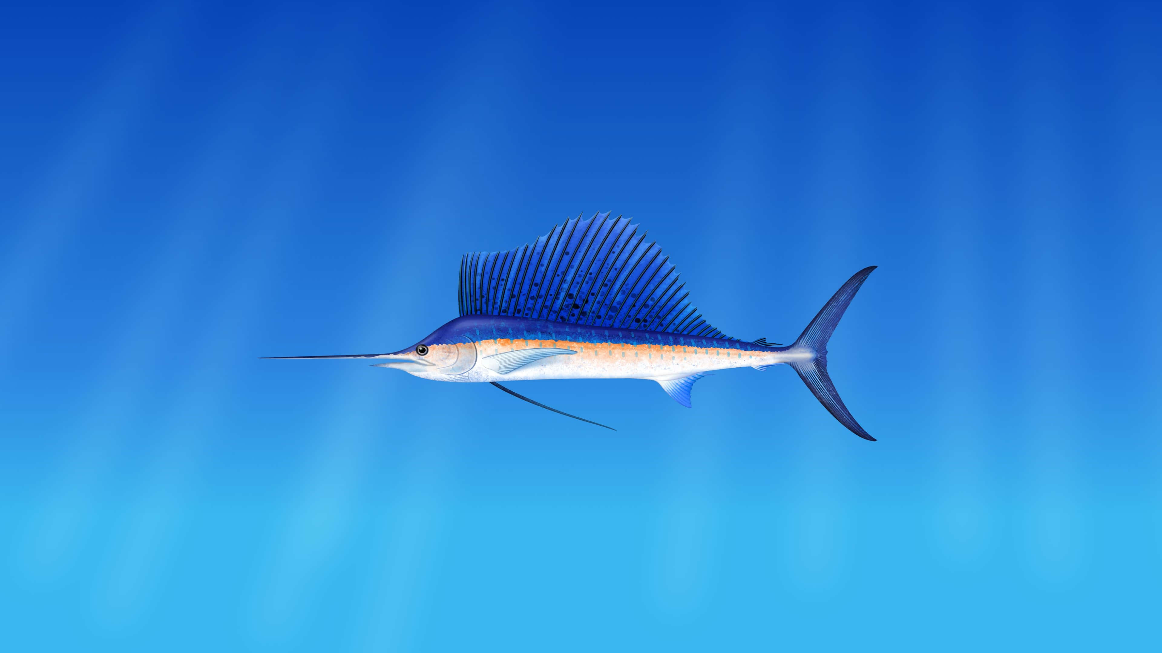 sailfish, radiant blue ocean water, sunlight beams, 4K Desktop Wallpaper