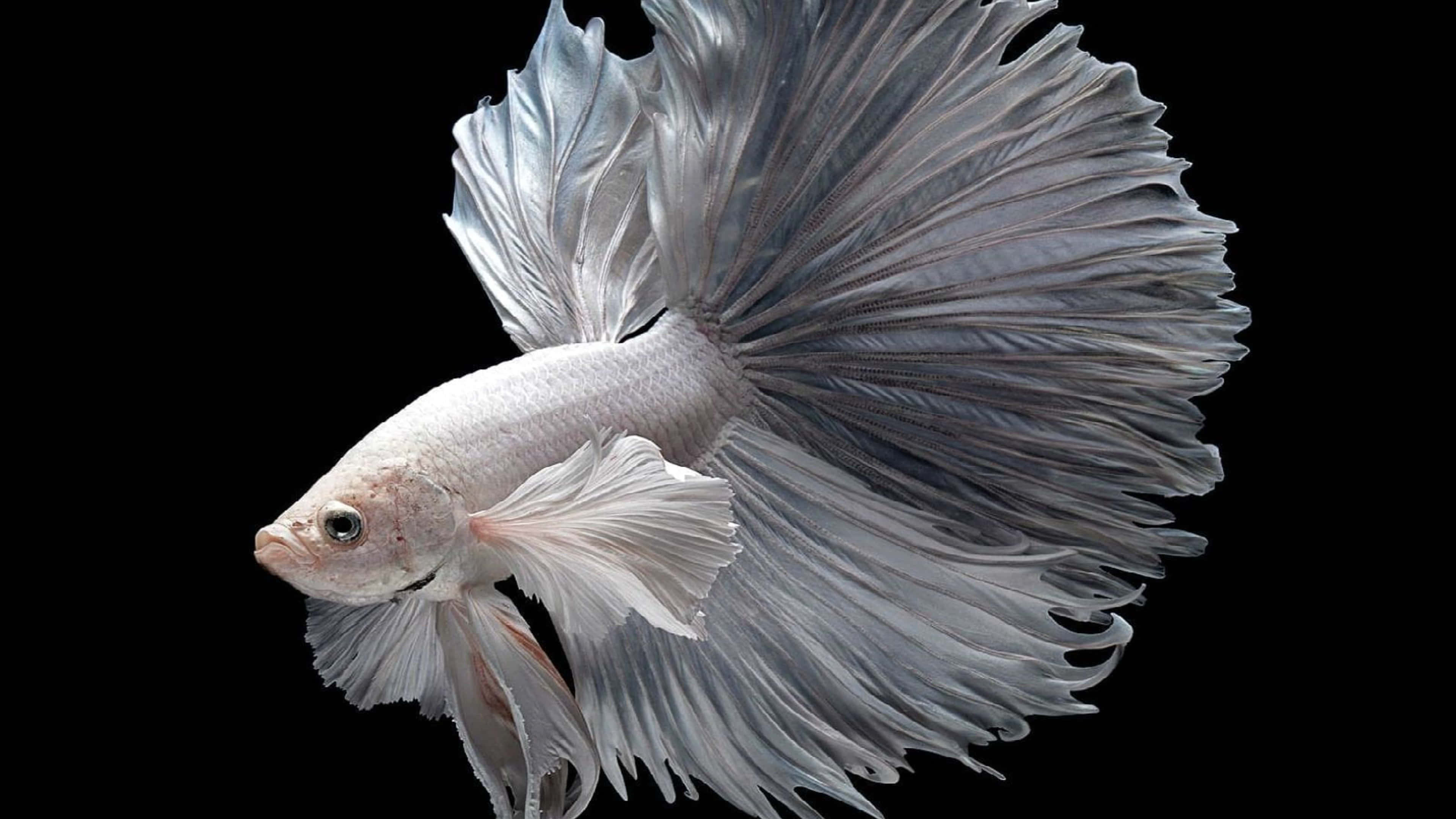 silver betta fish, flowing fins, stark black background, 4K Desktop Wallpaper