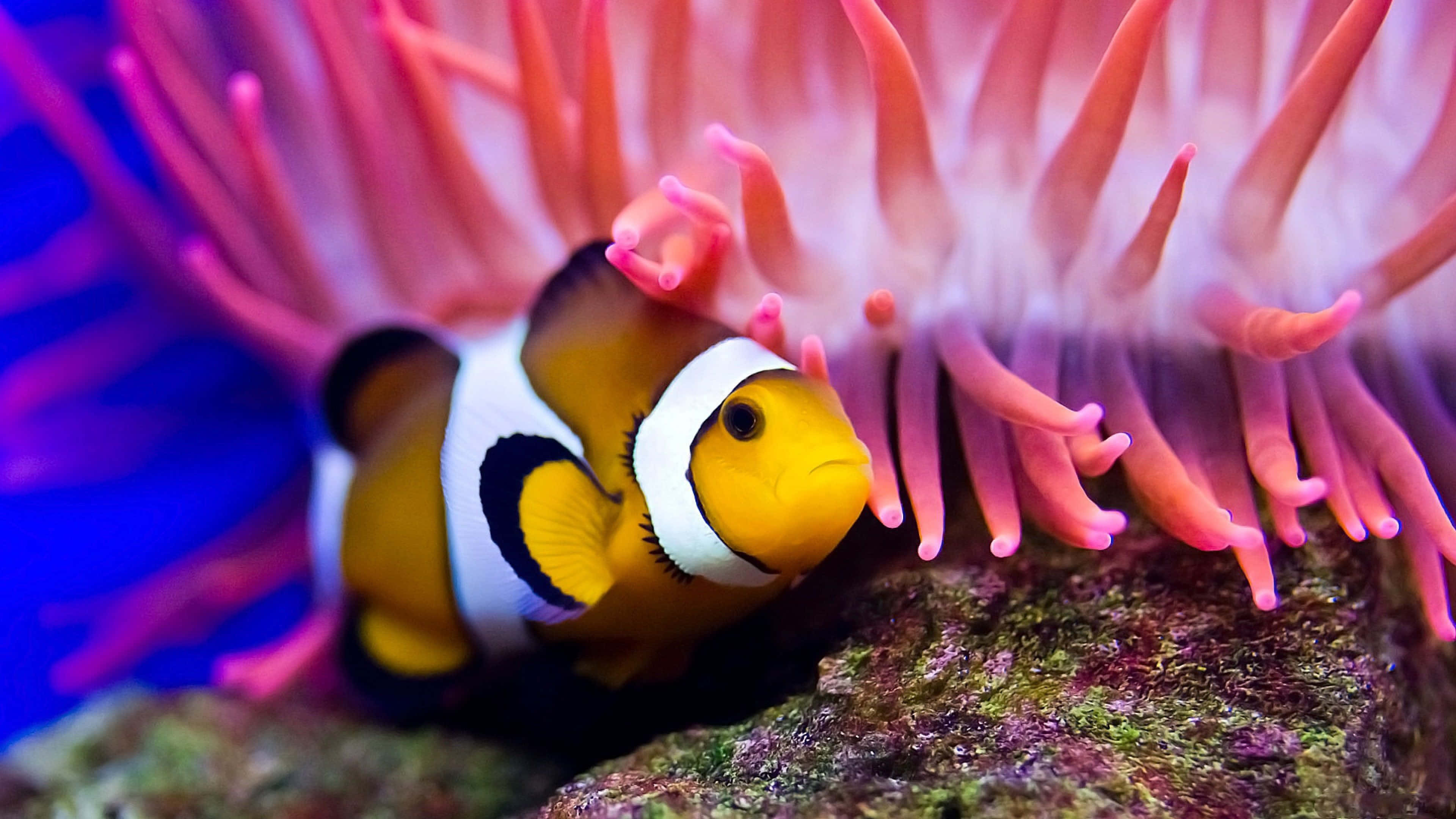 4K Fish, orange clownfish, white stripes, 4K Desktop Wallpaper