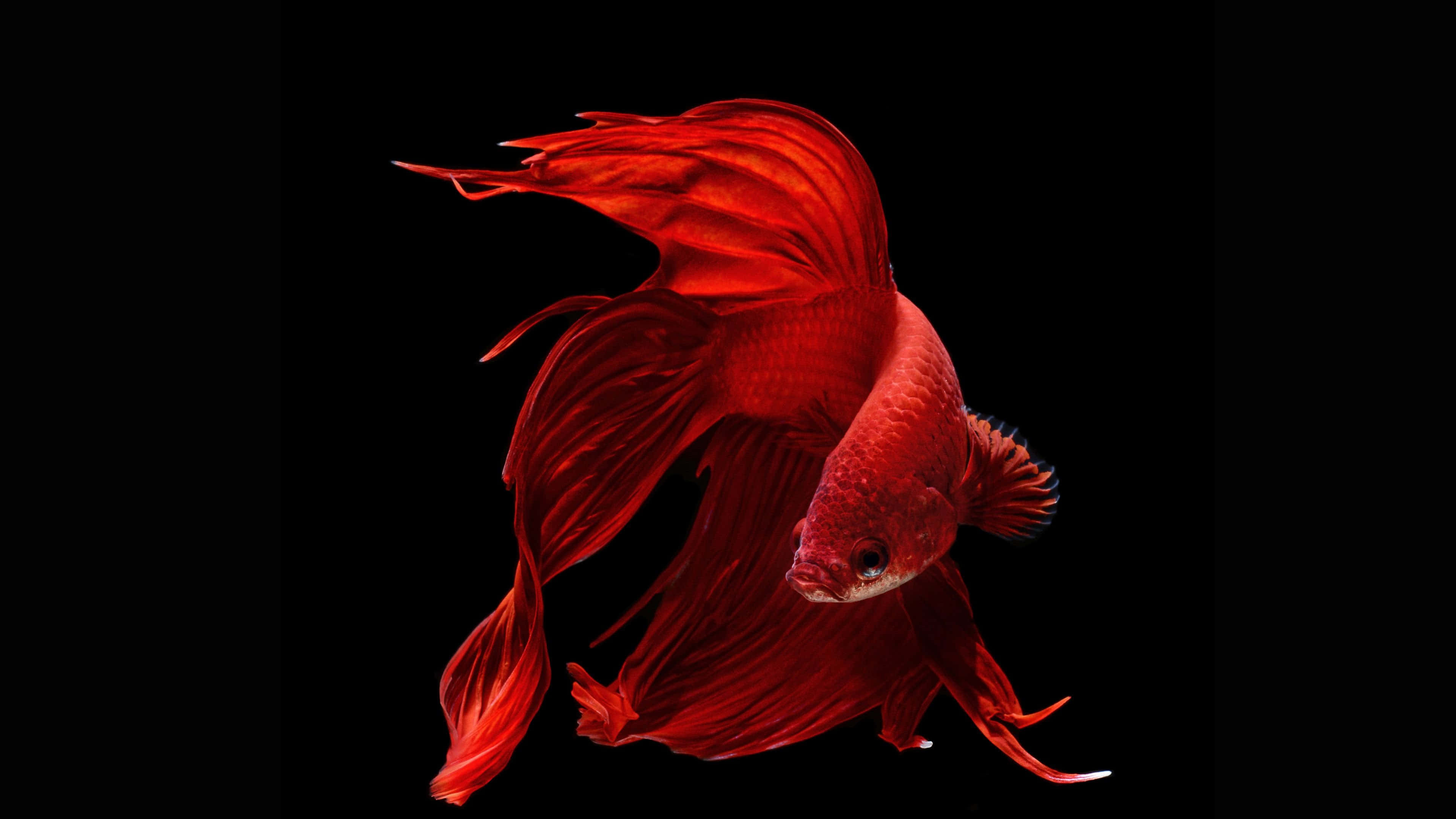 betta fish, vibrant red, flowing fins, 4K Desktop Wallpaper