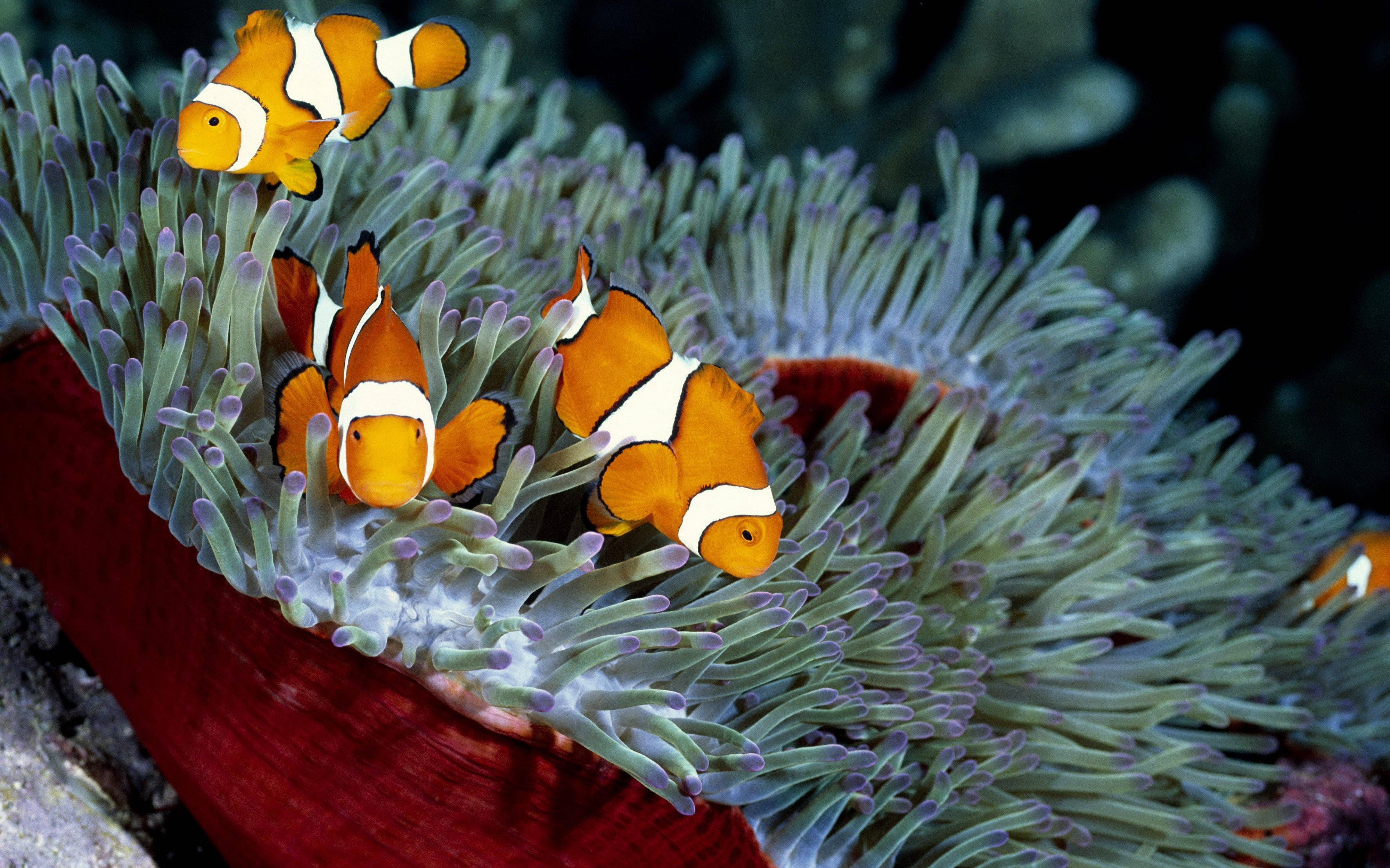 clownfish, orange, white stripes, 4K Desktop Wallpaper