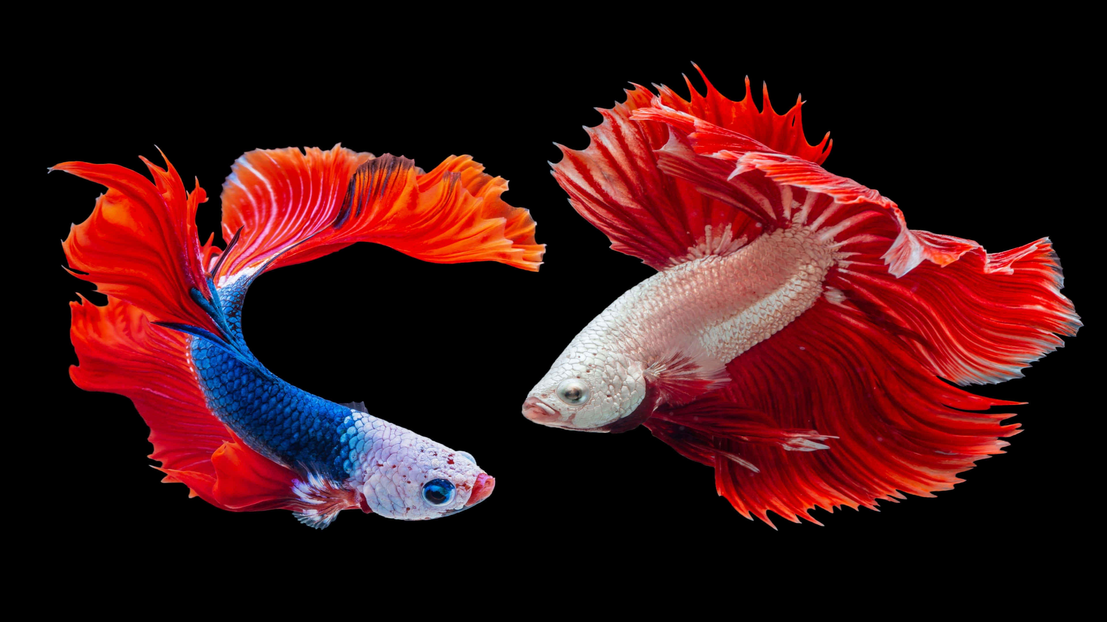 siamese fighting fish, betta fish, red fins, 4K Desktop Wallpaper