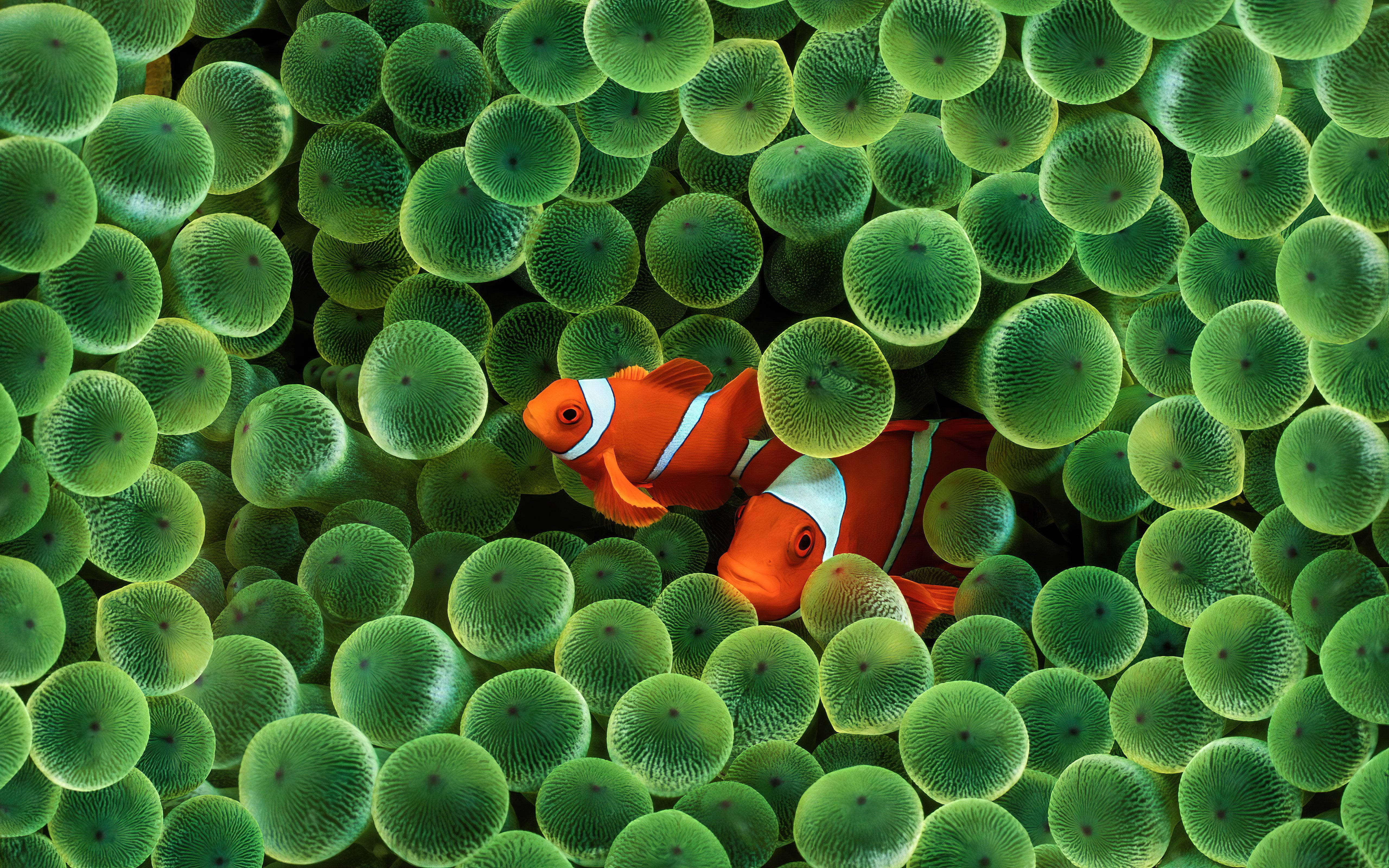 clownfish, orange, white stripes, 5K Desktop Wallpaper