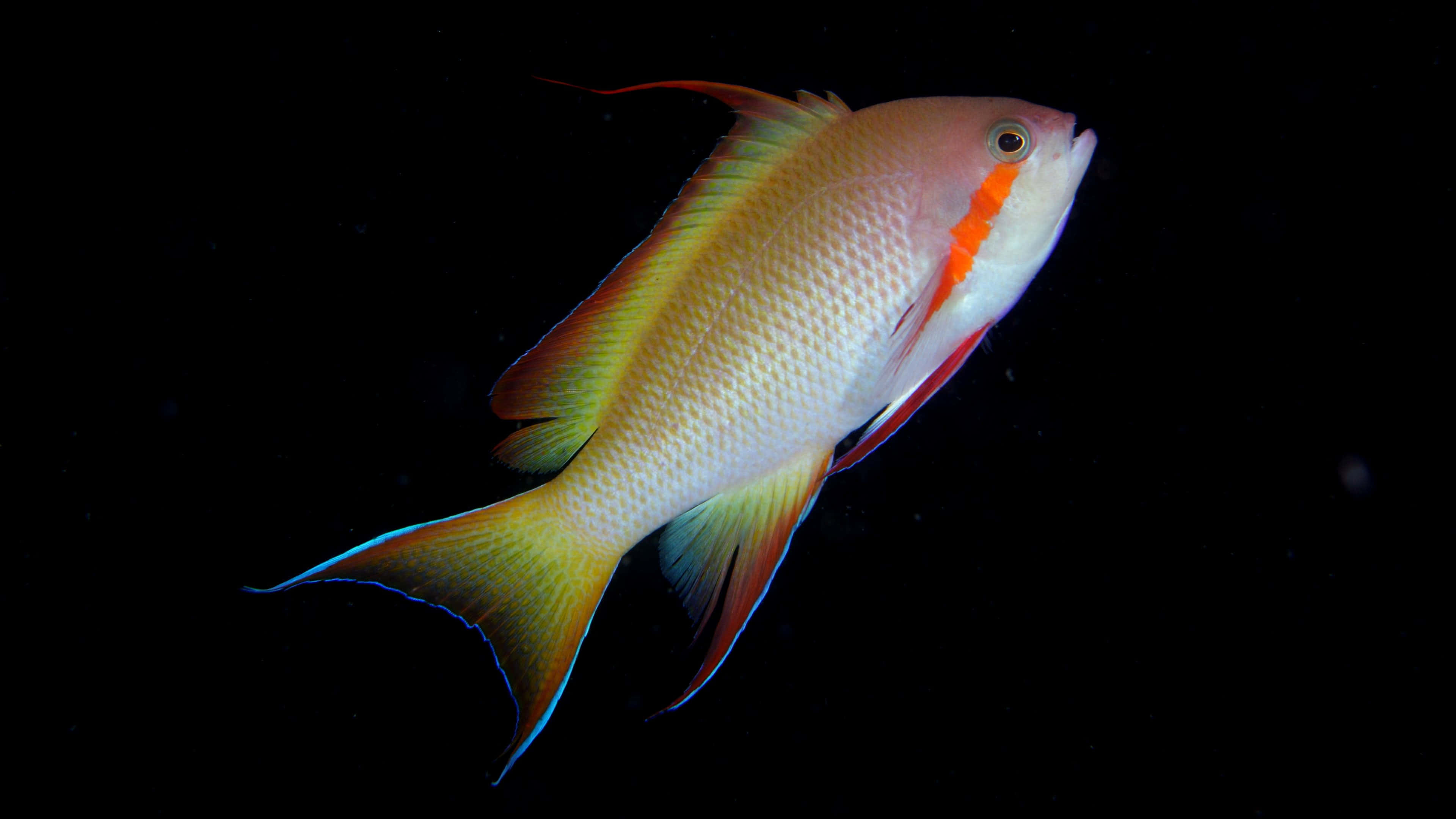 4K Fish, tropical fish, pink orange and yellow hues, 4K Desktop Wallpaper
