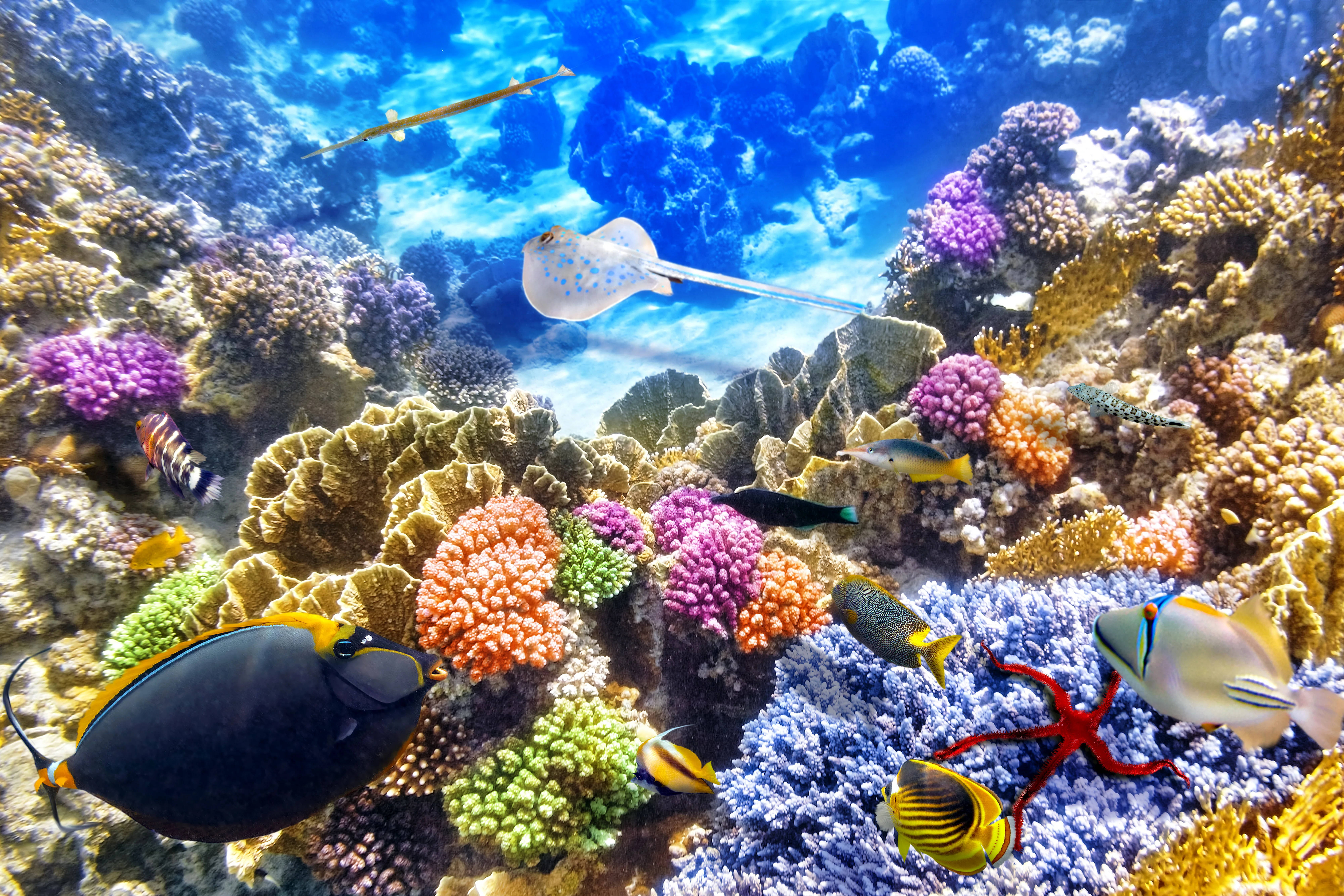 4K Ultra HD, colorful coral reef, colorful fish, 5K Desktop Wallpaper