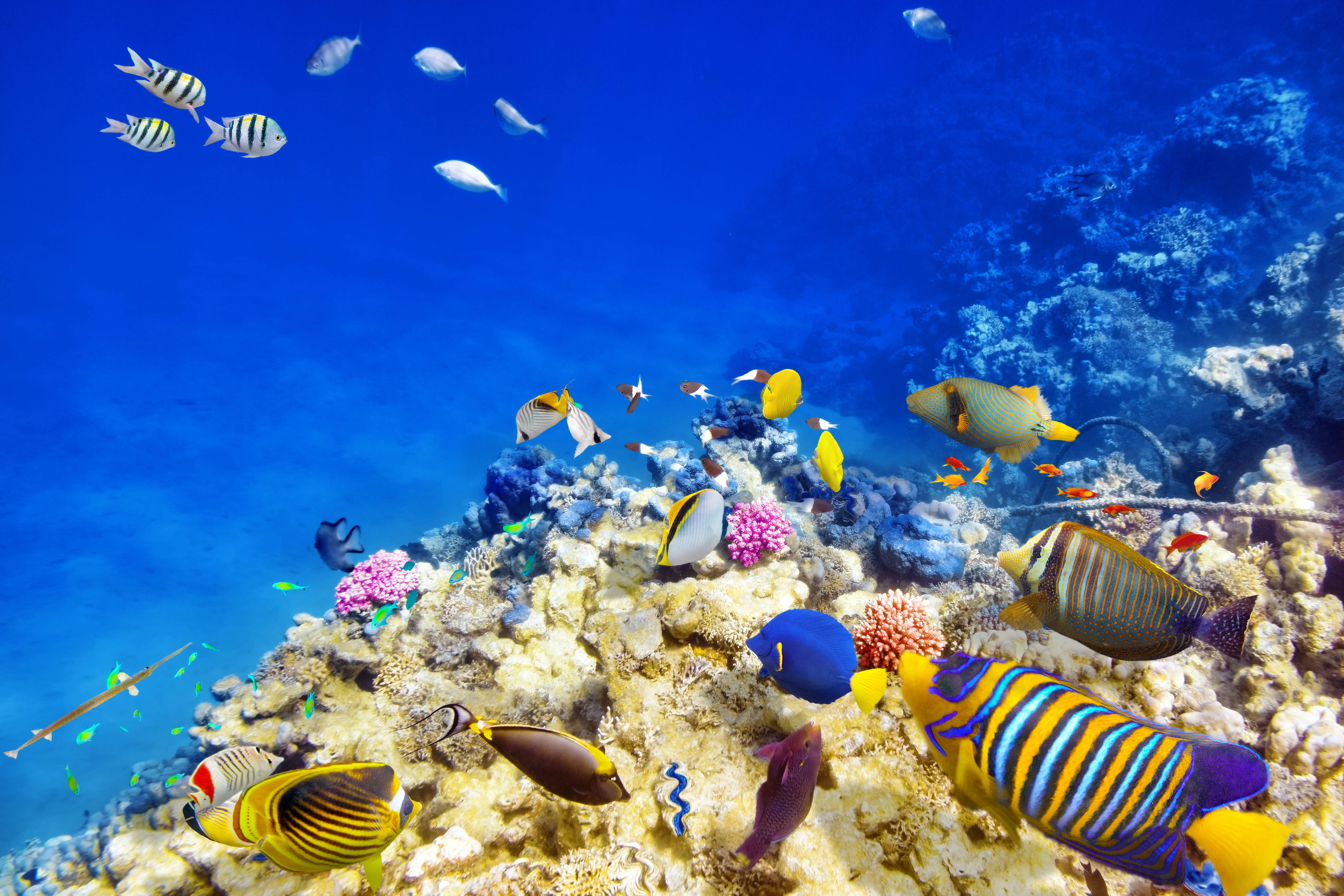 4K, Ultra HD, tropical fish, 5K Desktop Wallpaper