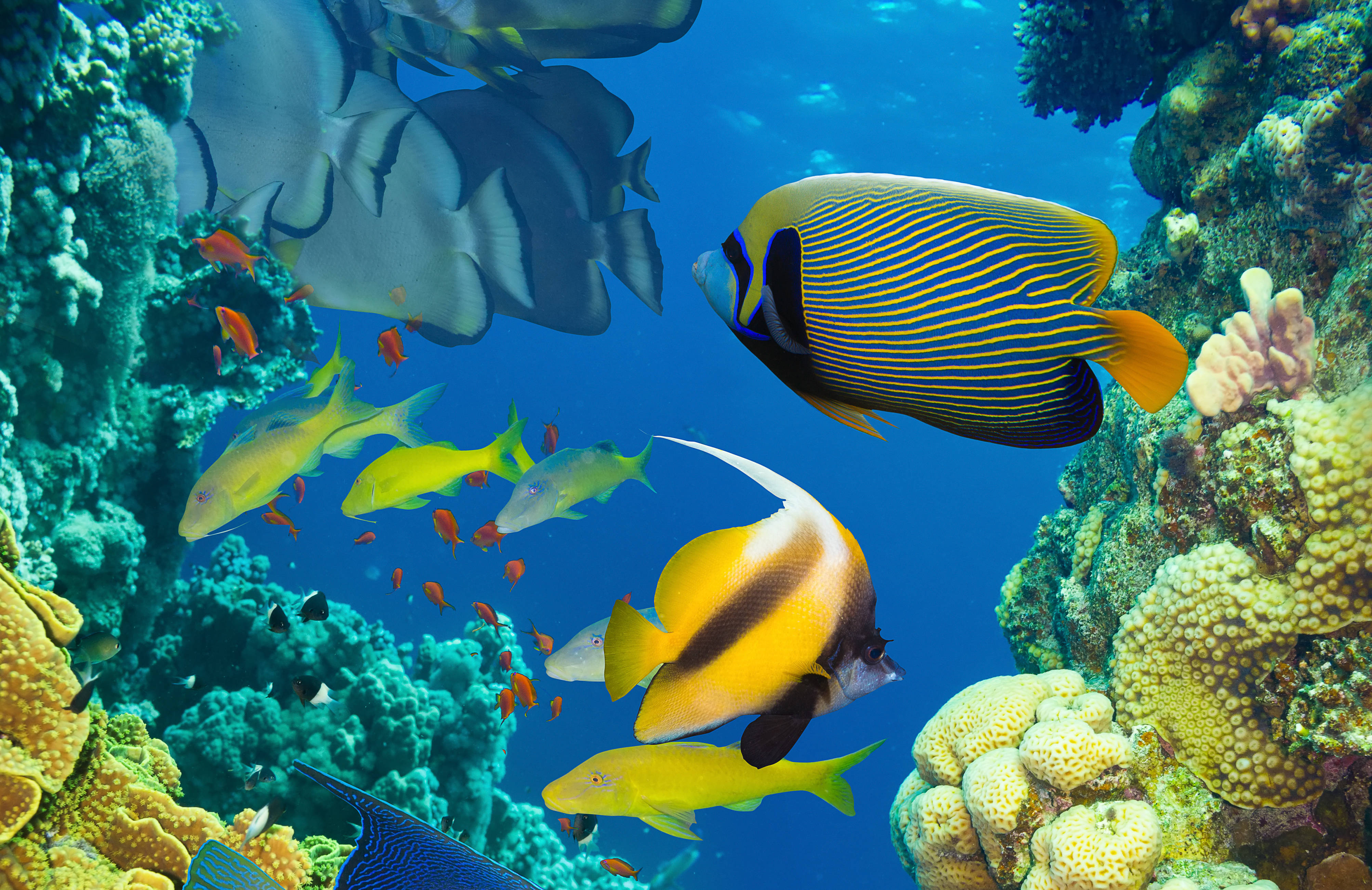 4K Ultra HD, tropical fish, colorful coral formations, 4K Desktop Wallpaper