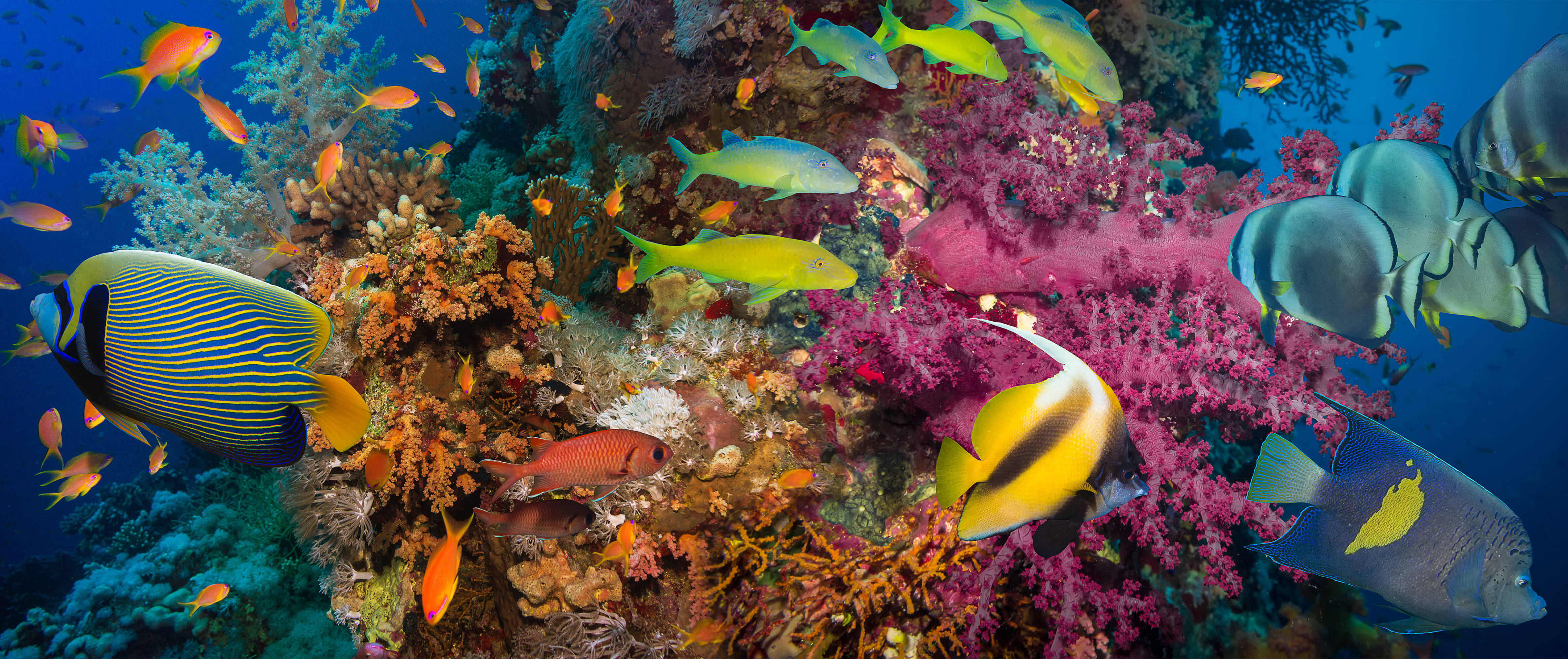 4K Ultra HD, tropical fish, colorful coral reefs, 4K Desktop Wallpaper