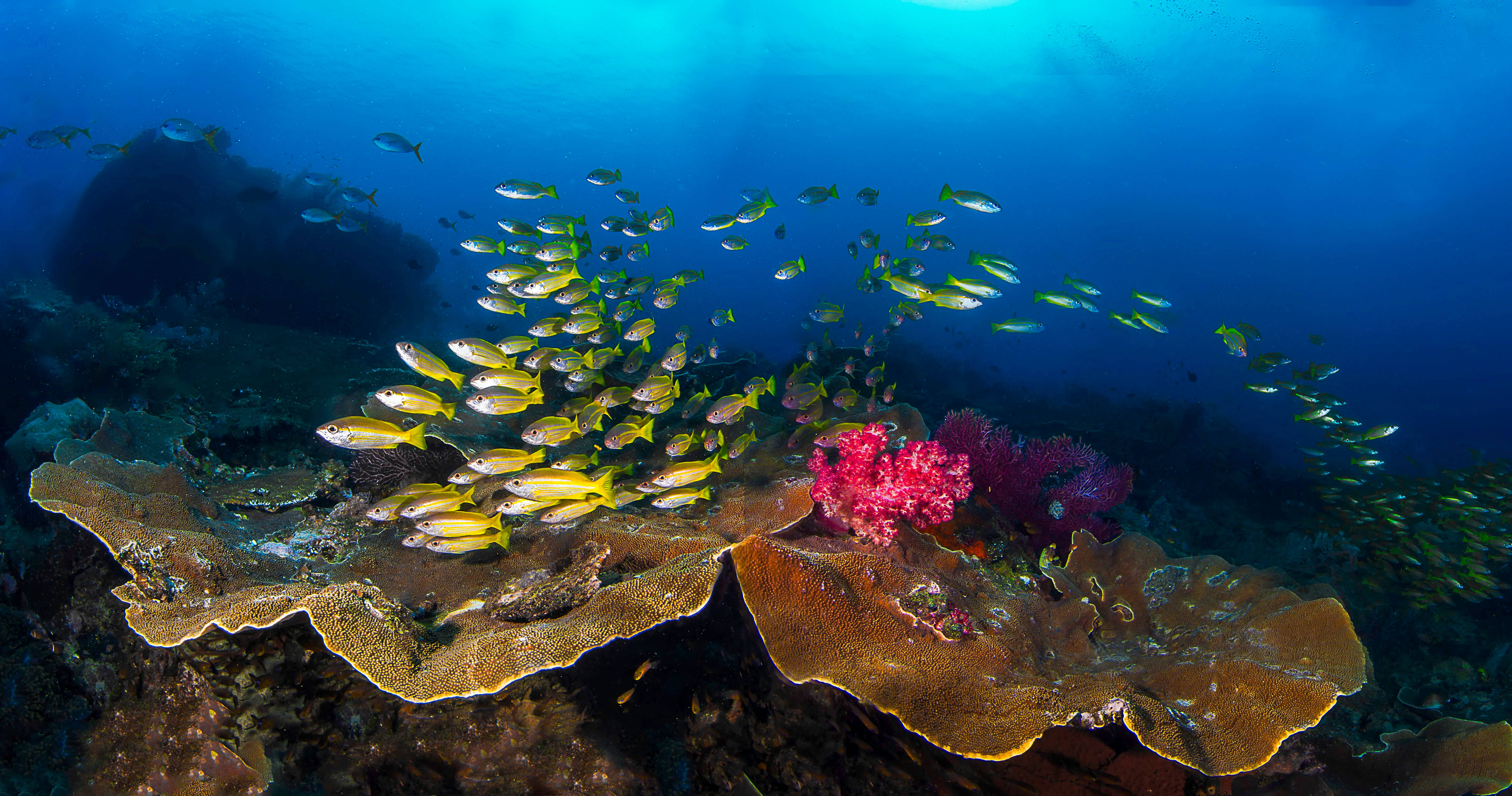 school of fish, yellow fish, colorful coral formations, 5K Desktop Wallpaper