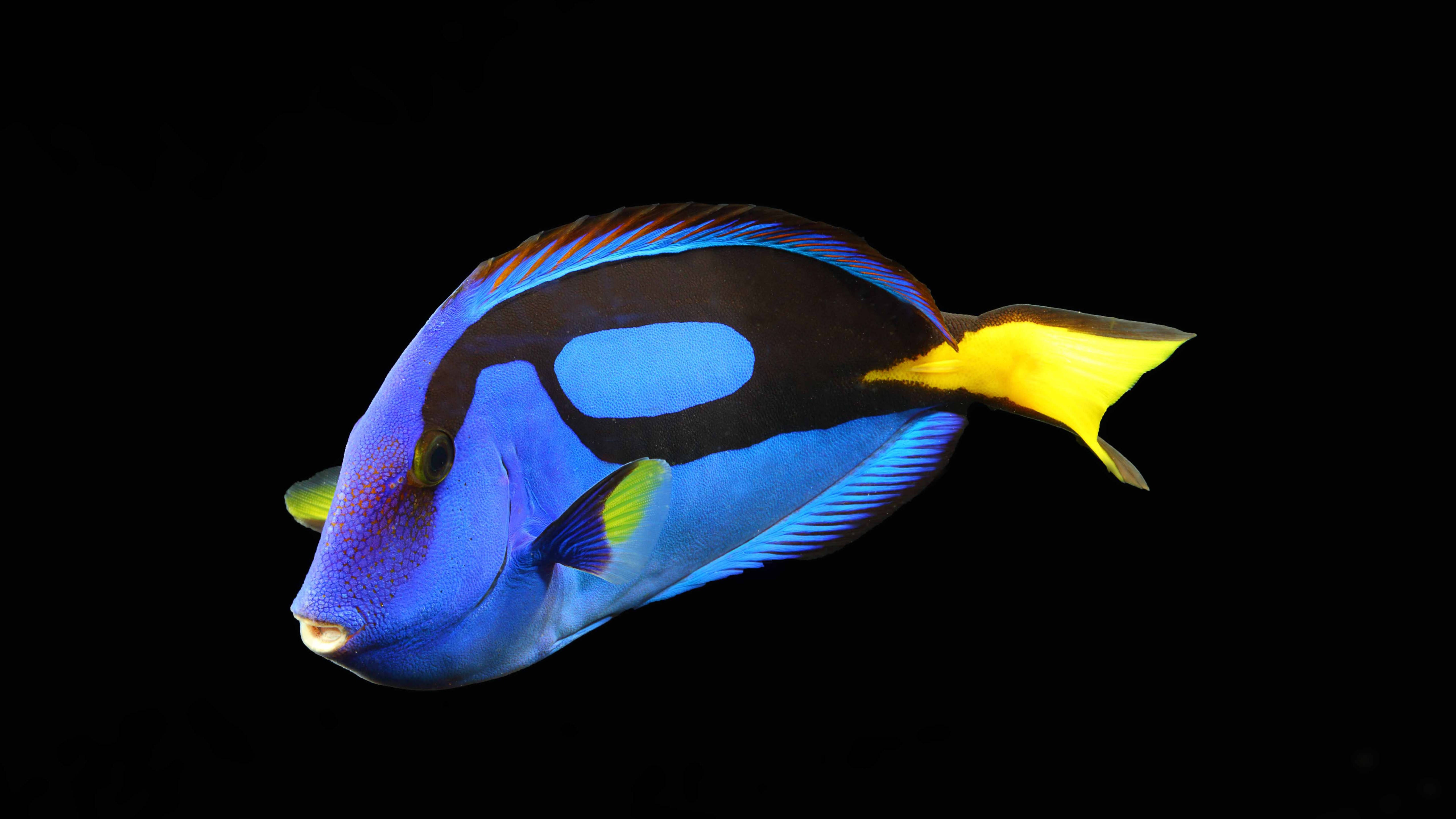 blue dory, 4K Ultra HD, vibrant blue and yellow tang fish, 5K Desktop Wallpaper