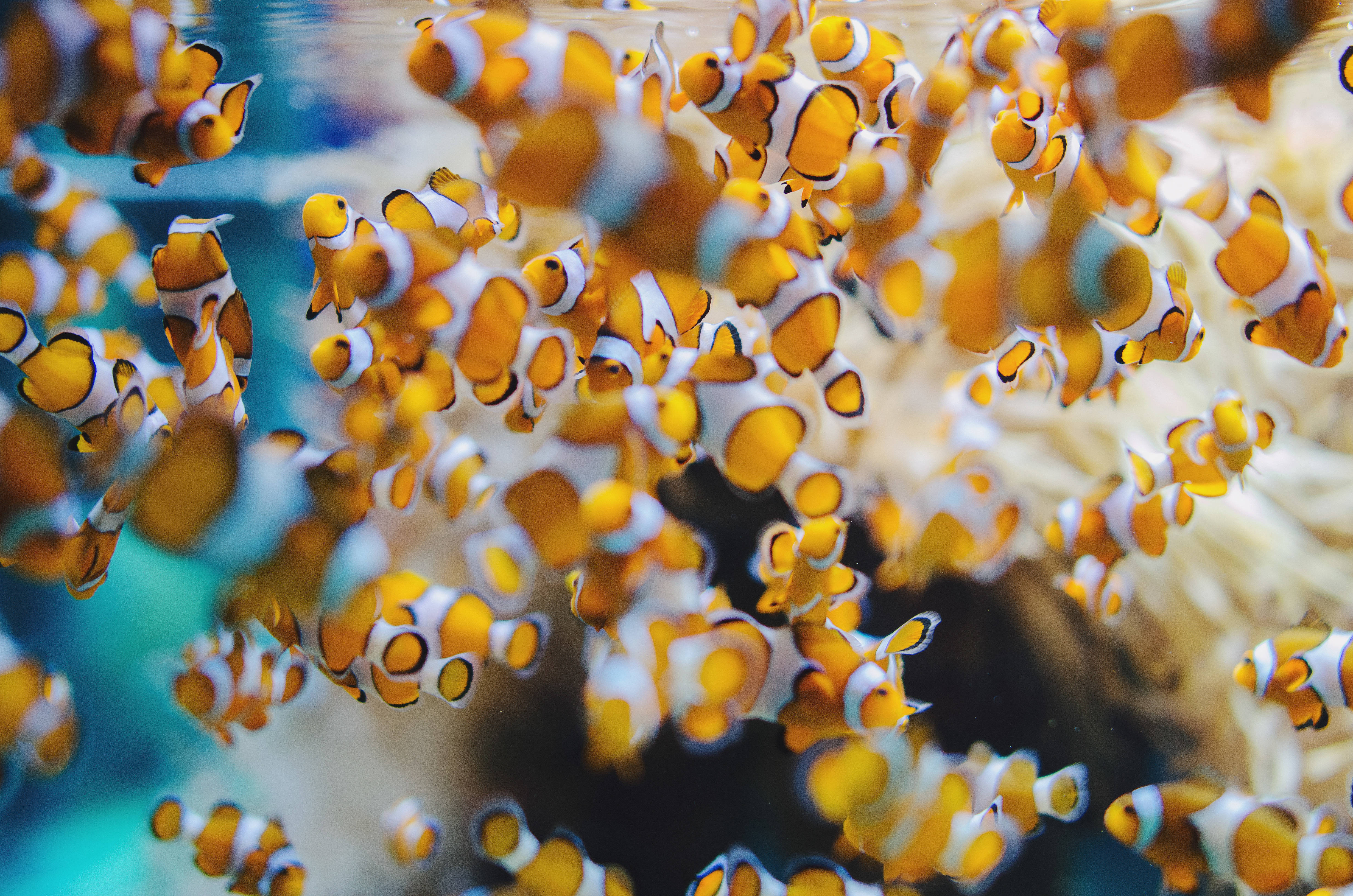 clownfish fingerlings, orange and white clownfish, soft coral reef, 4K Desktop Wallpaper