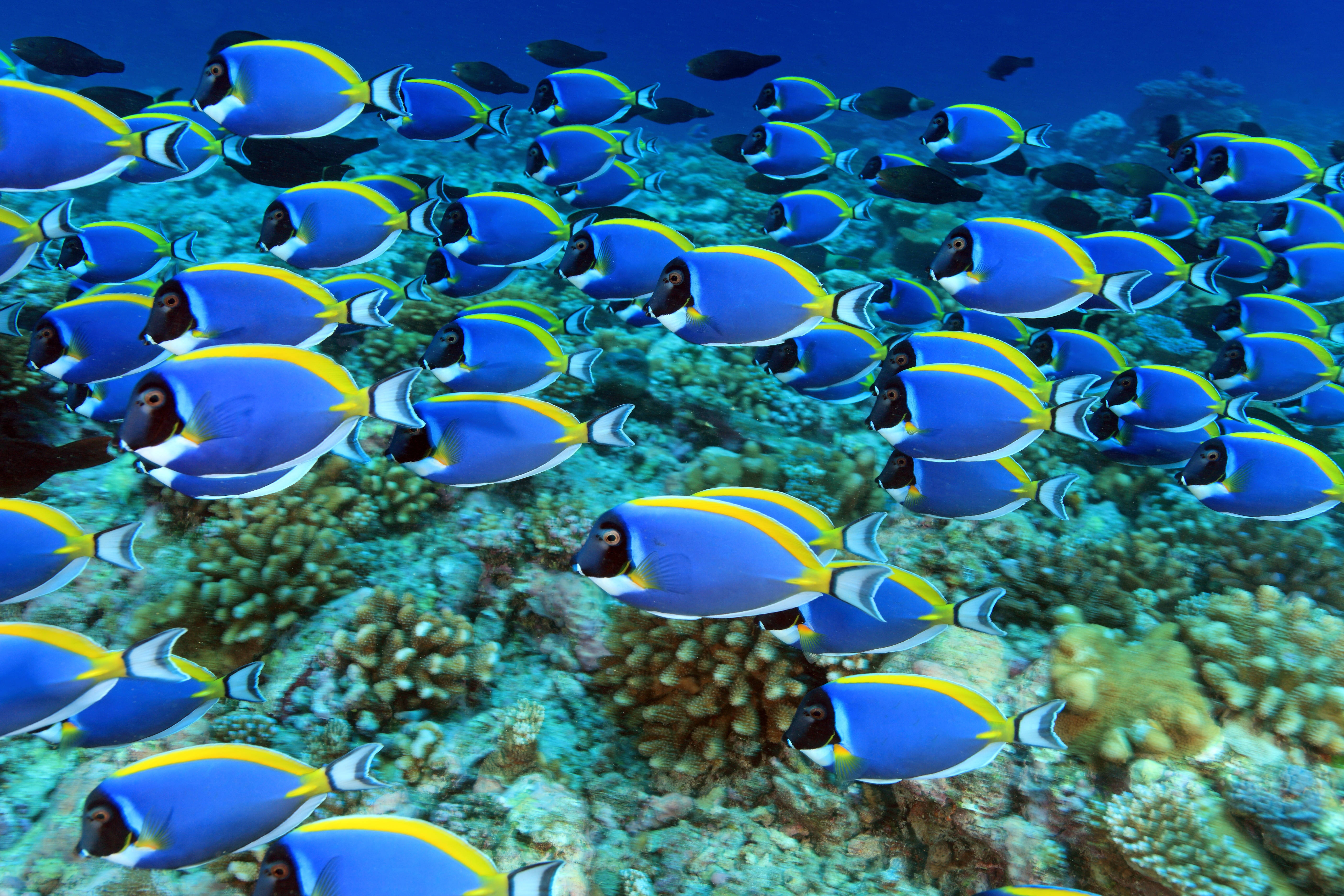 blue tang, shoal, surgeonfish, 5K Desktop Wallpaper