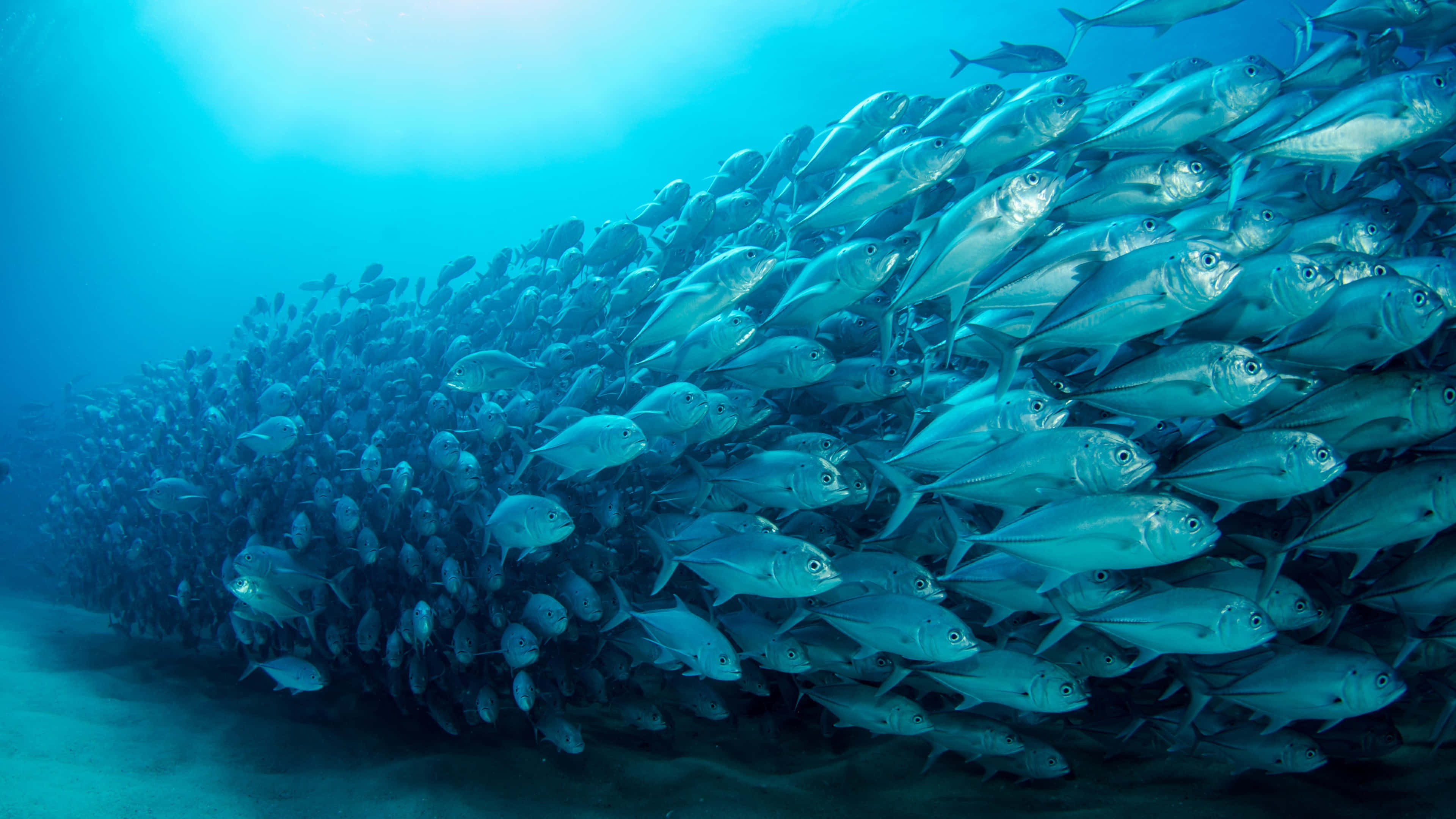 4K Fish, silver fish, blue reef, 4K Desktop Wallpaper