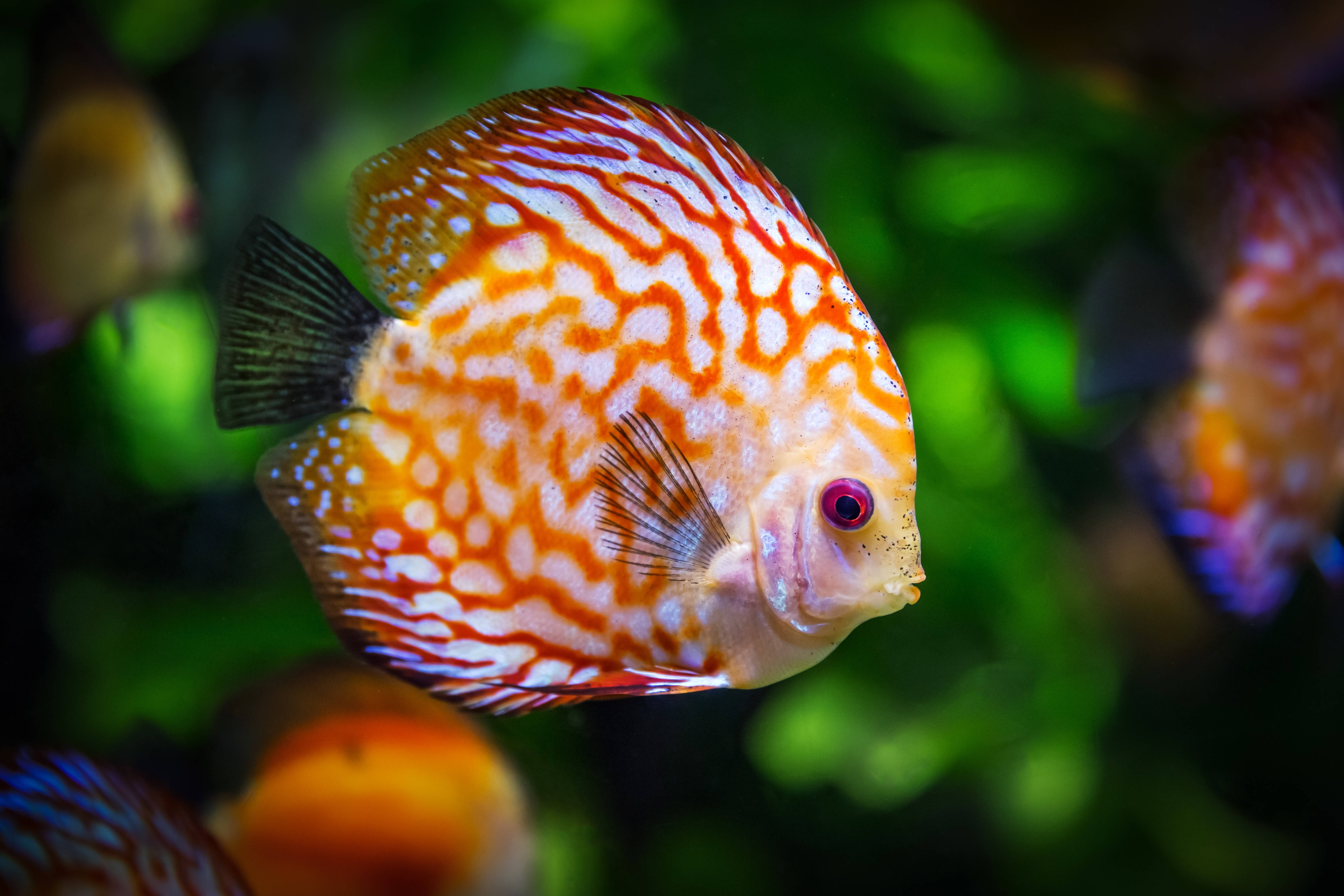 red discus, 4K Ultra HD, orange and white discus fish, 5K Desktop Wallpaper