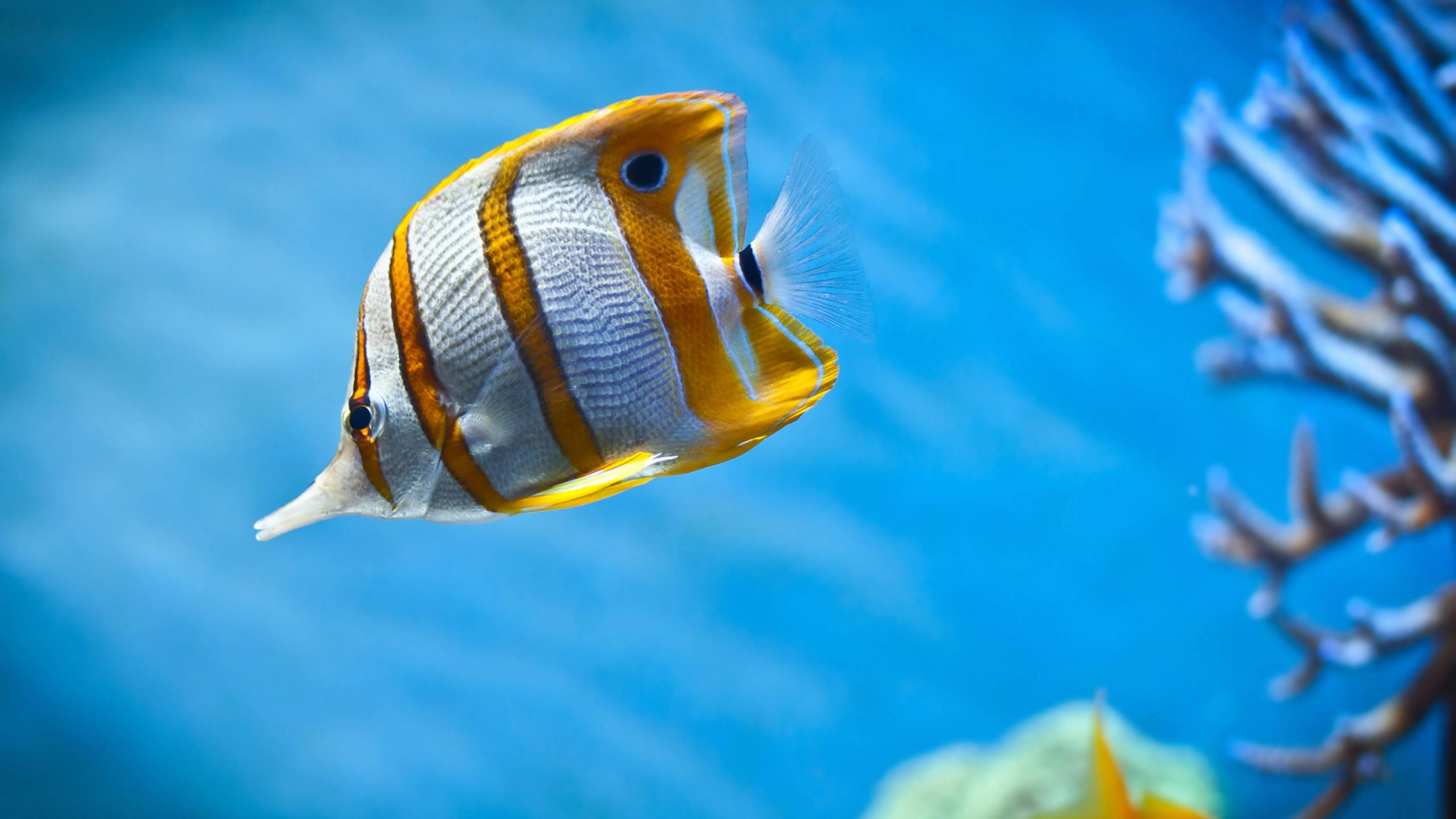 copperband butterflyfish, orange and white striped, butterflyfish, 5K Desktop Wallpaper