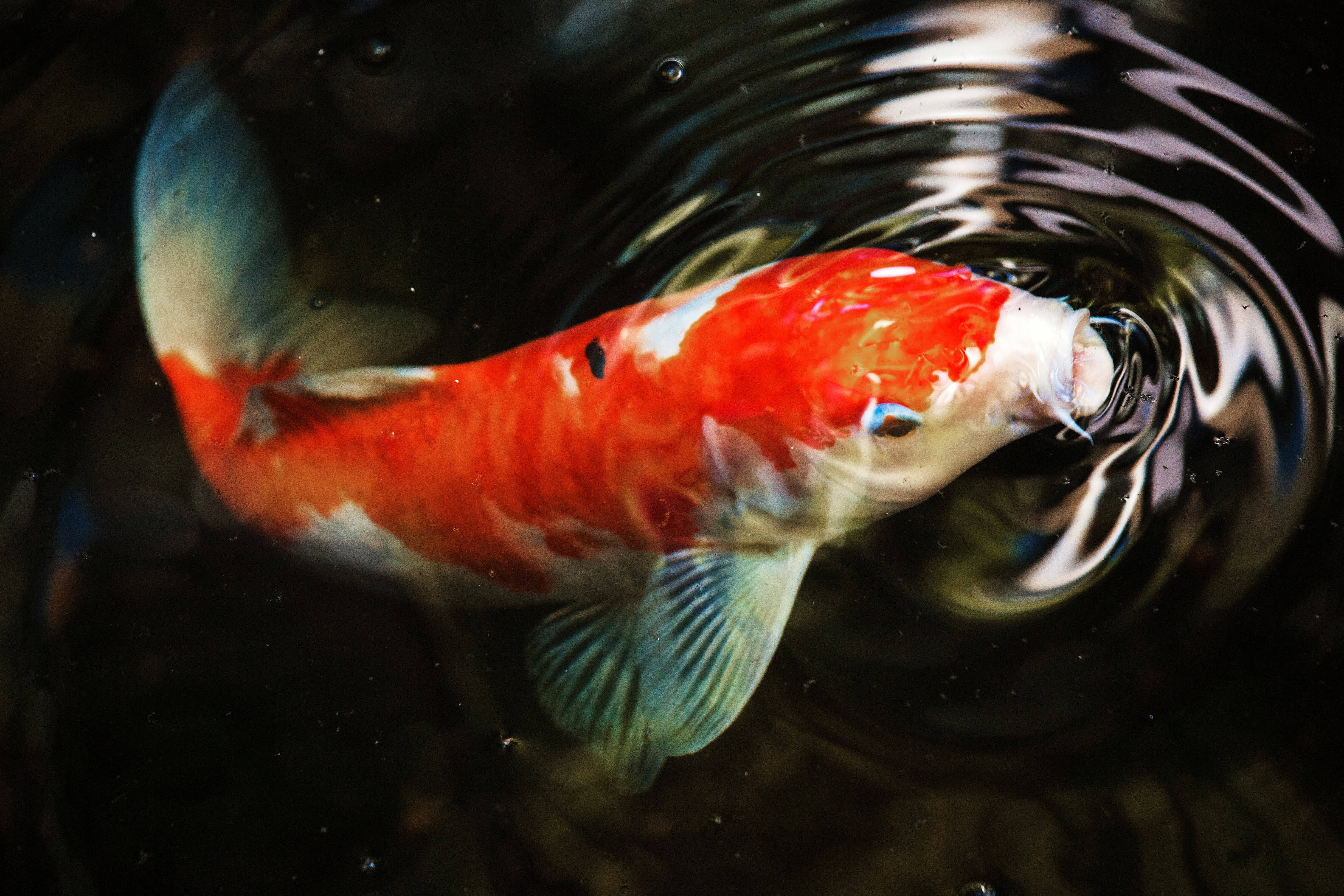 orange koi, 4K Ultra HD, red and white koi fish, 4K Desktop Wallpaper