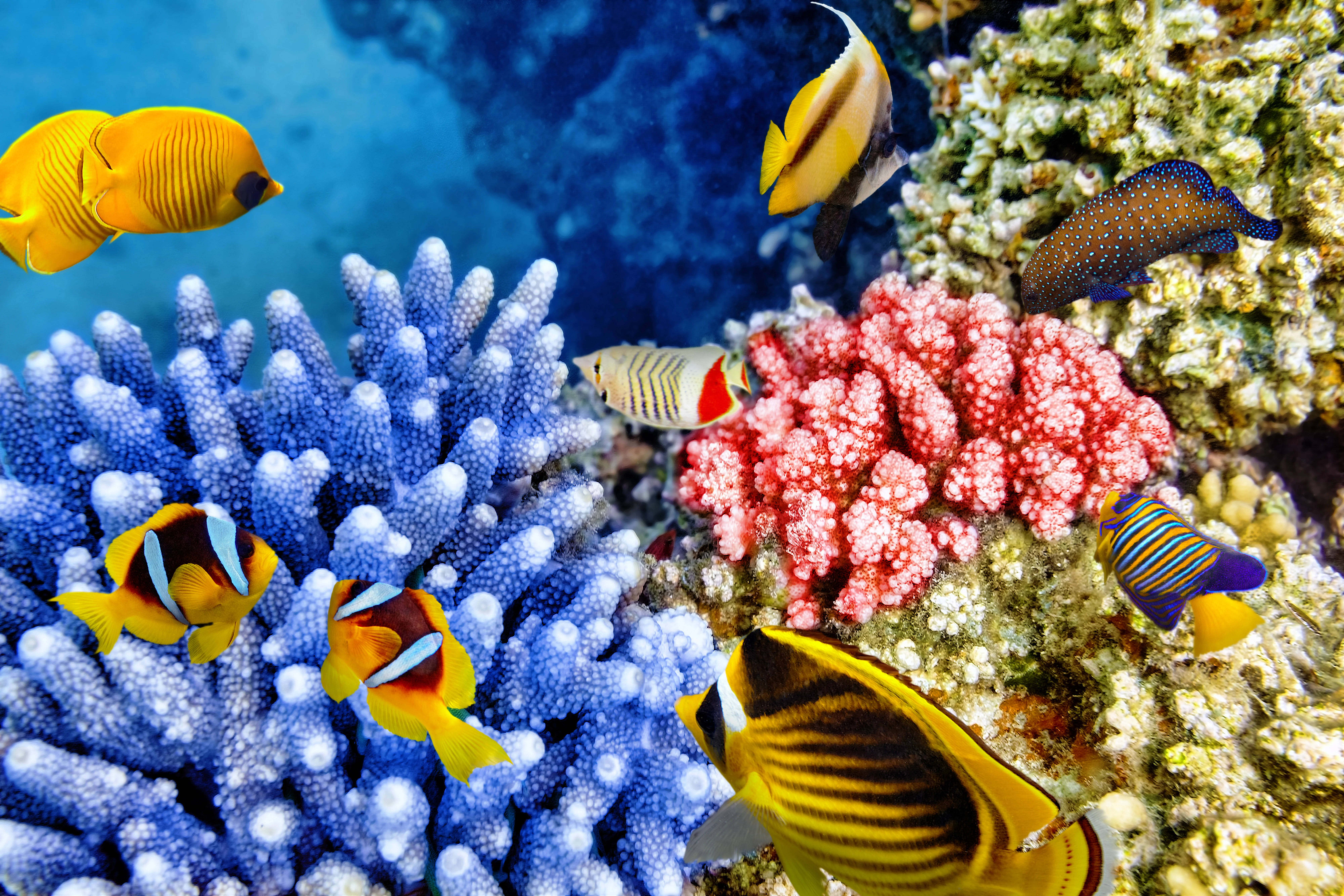 4K Ultra HD Fish, blue coral, pink coral, 8K Desktop Wallpaper