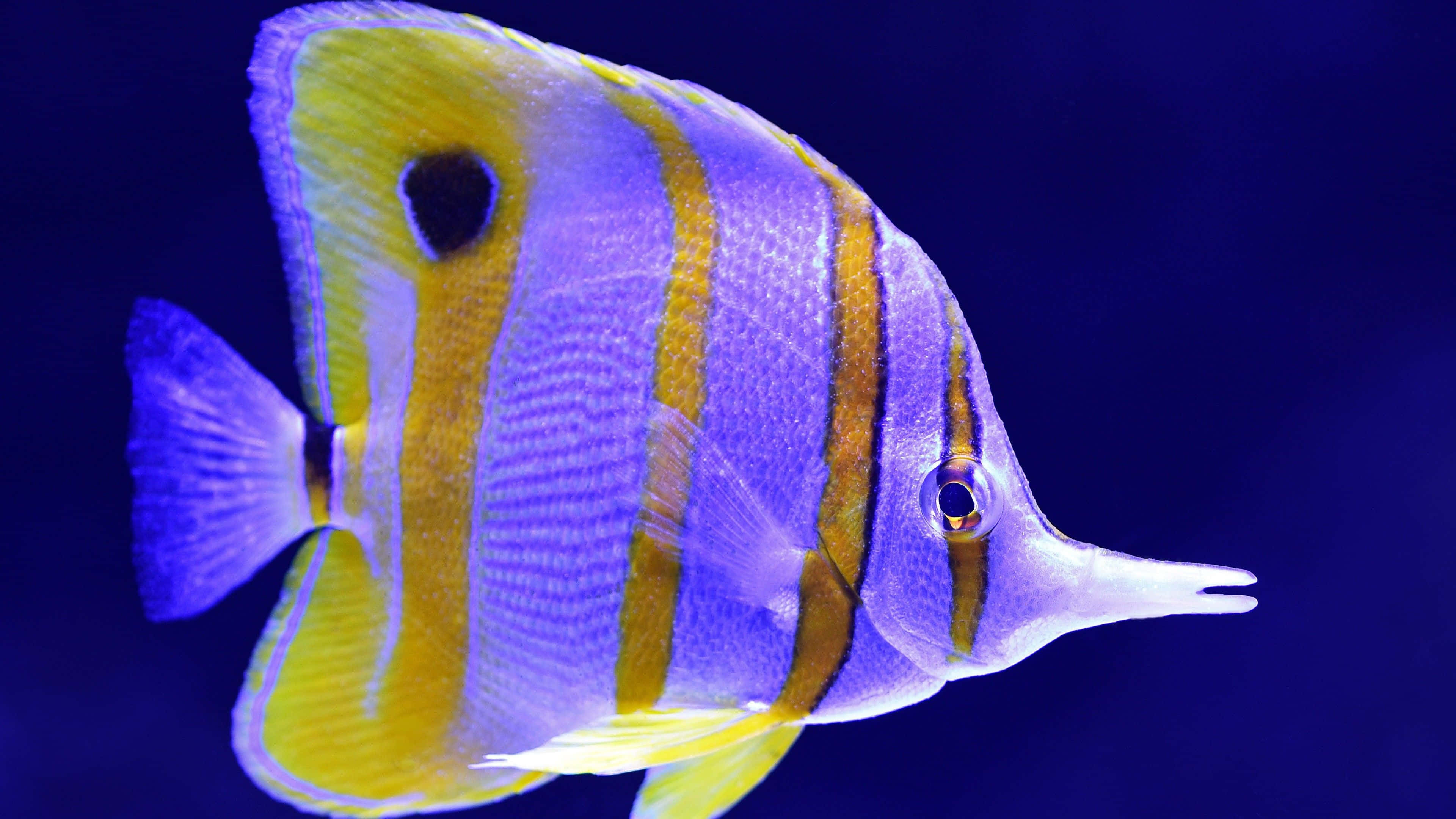 Tropical Fish, butterflyfish, vibrant purple and yellow, 4K Desktop Wallpaper