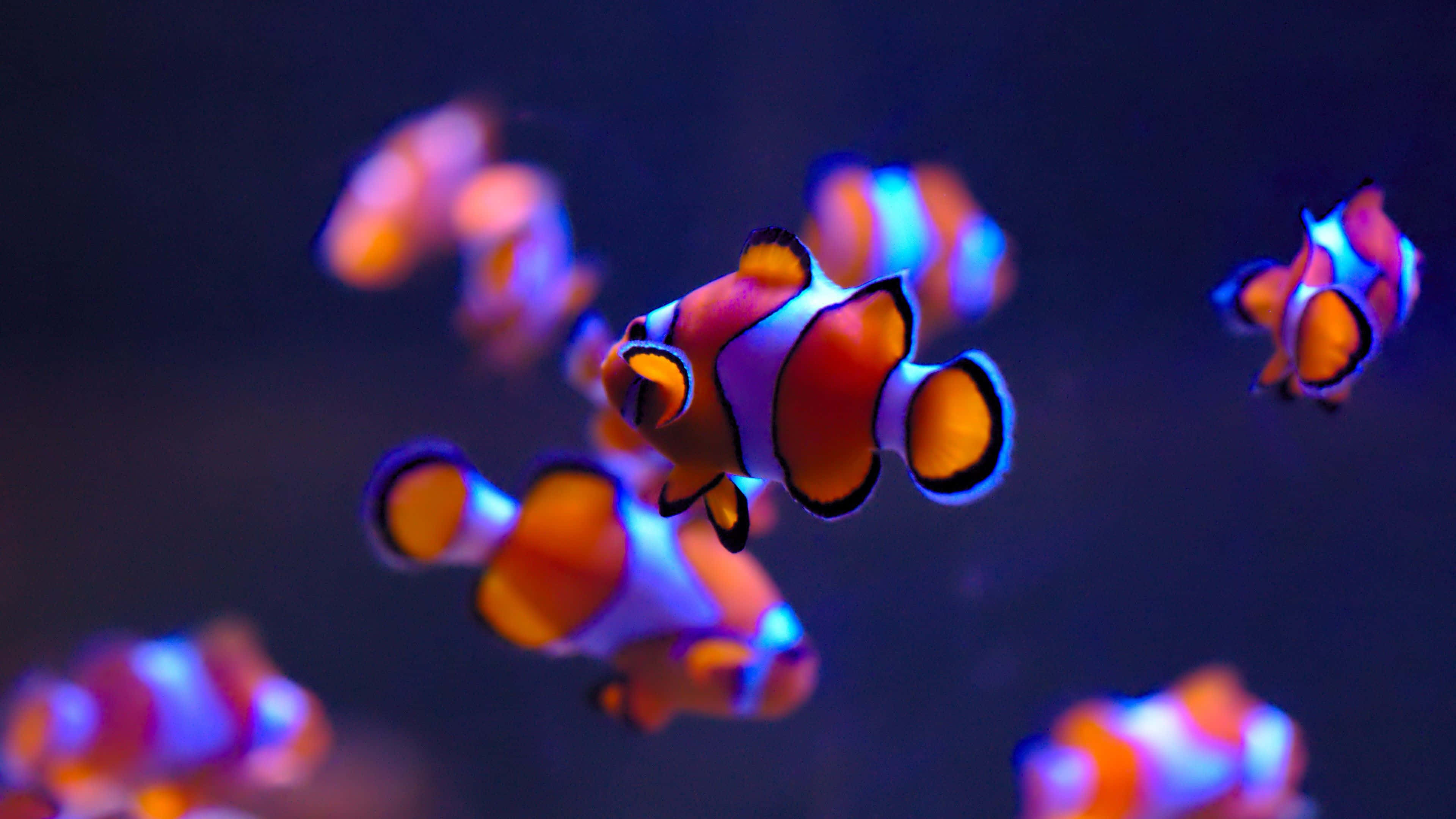 4K Fish, clownfish, orange and white, 4K Desktop Wallpaper