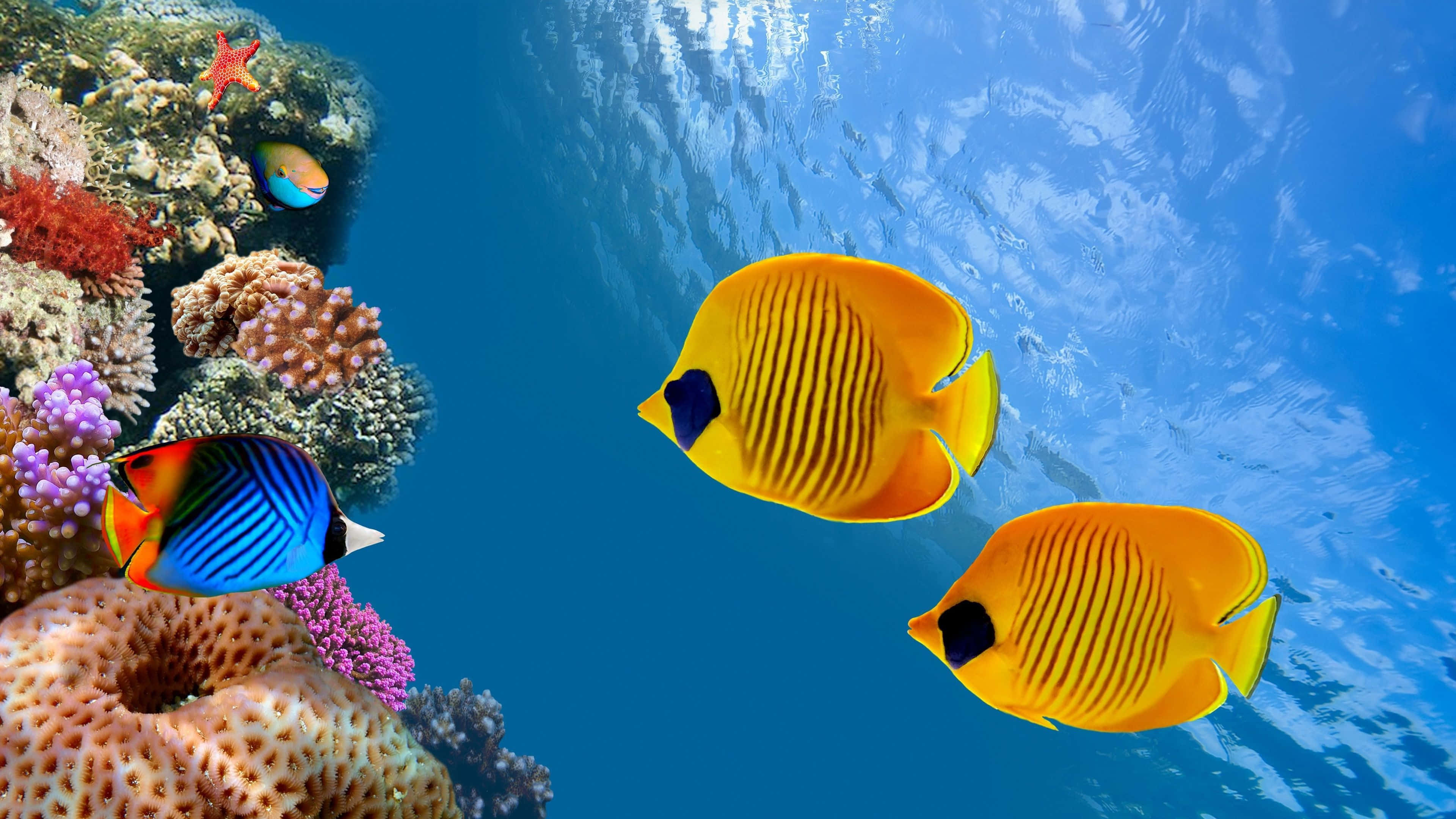 4K fish, butterflyfish, coral reef, 4K Desktop Wallpaper