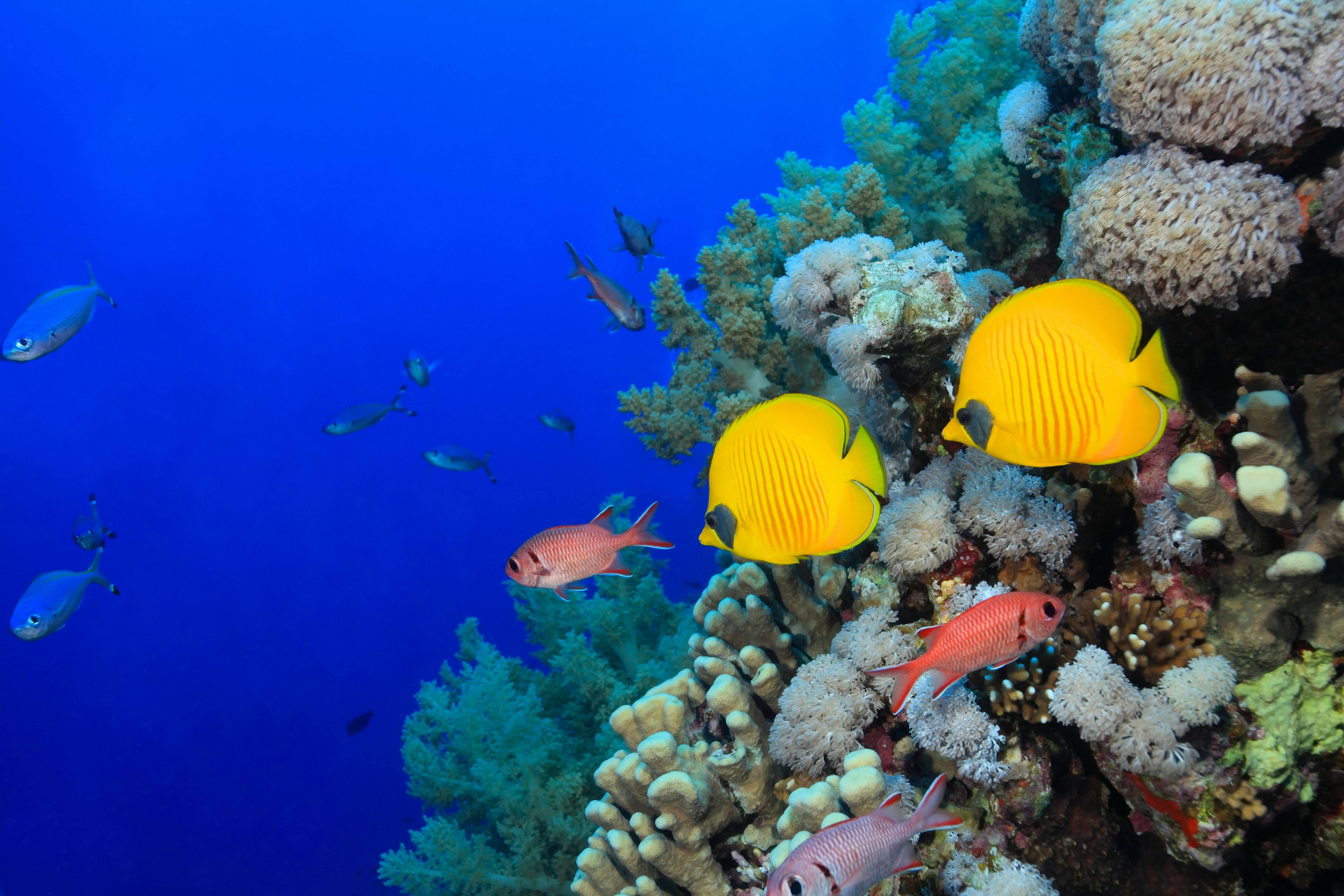 4K Ultra HD Fish Species, vibrant yellow butterflyfish, pink anthias, 5K Desktop Wallpaper
