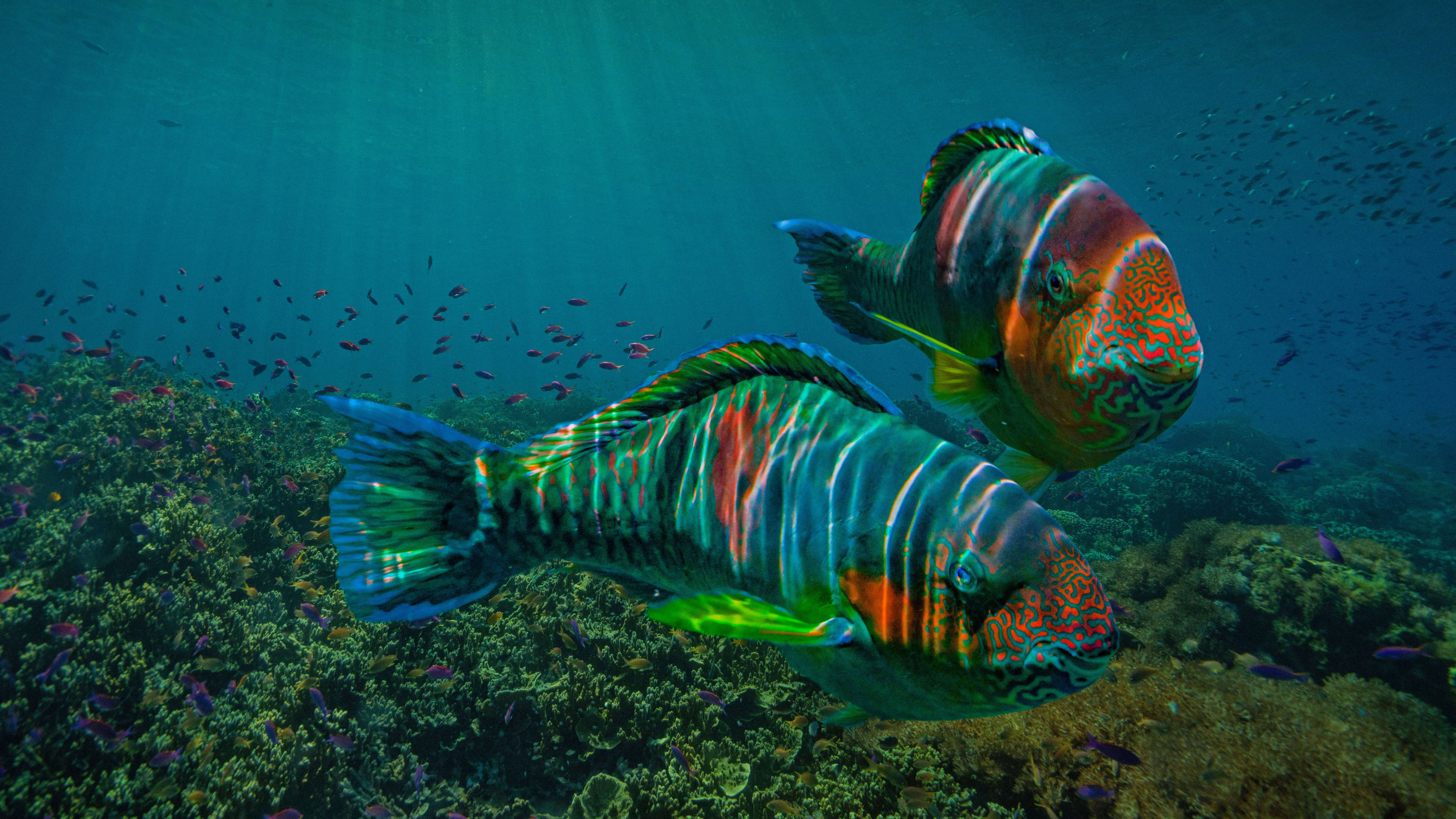 bicolor parrotfish, 4K Ultra HD, sunlit coral reef, 8K Desktop Wallpaper