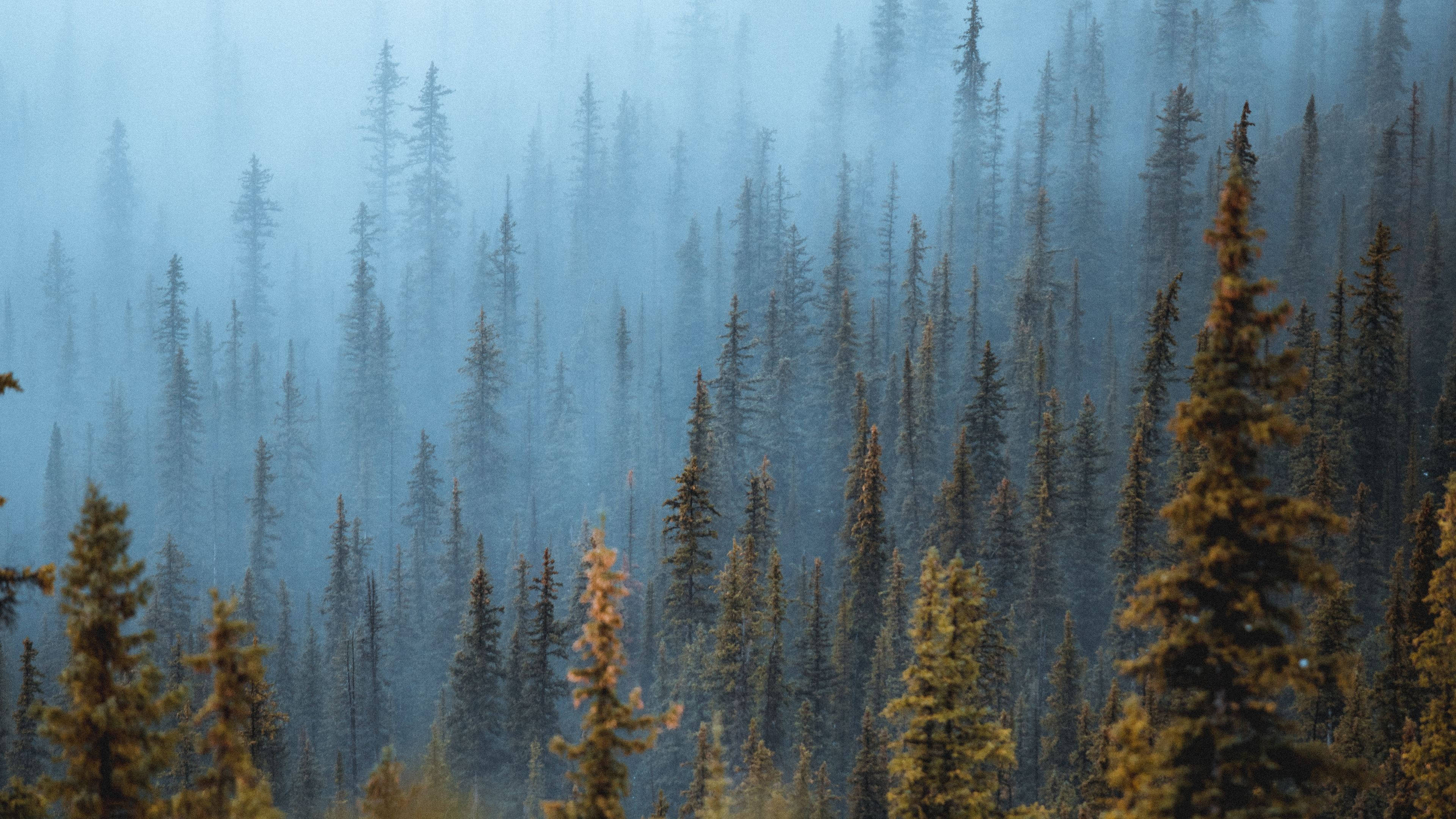 misty 4k forest background, dense pine forest, golden-tipped trees, 4K Desktop Wallpaper