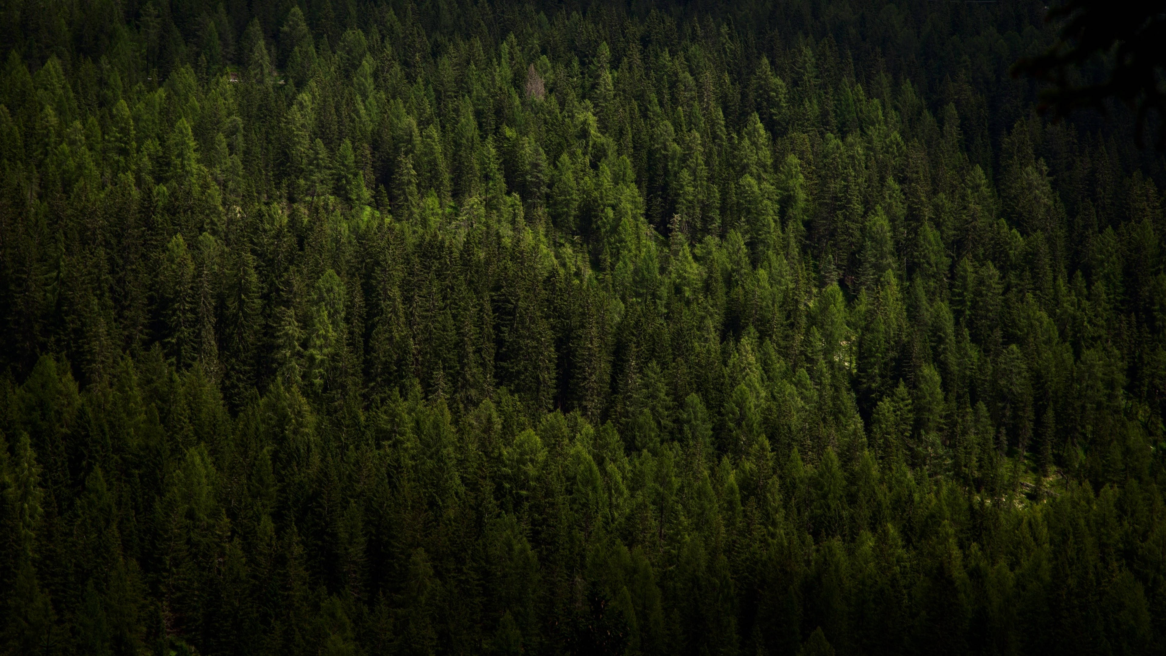 4K Forest, coniferous trees, aerial view, 4K Desktop Wallpaper