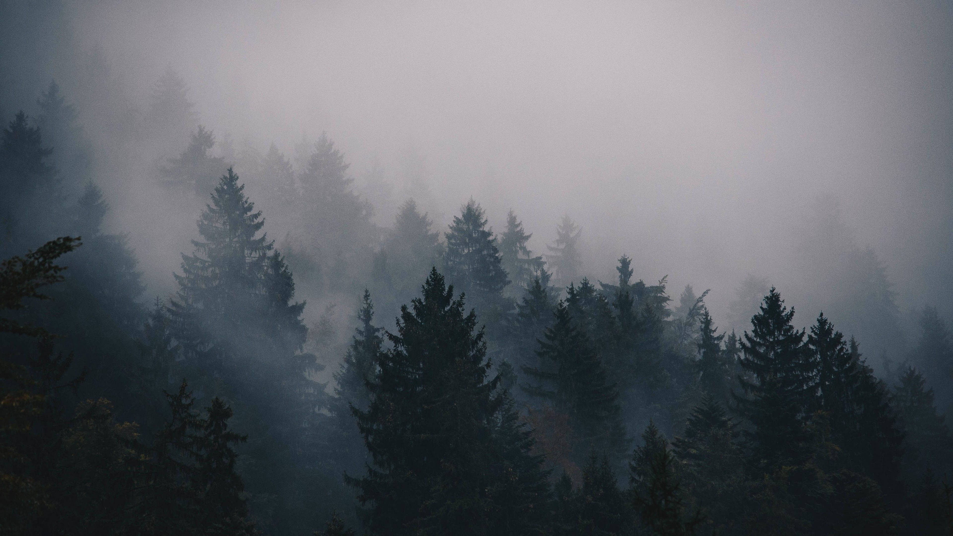 4K Forest, dark pine trees, thick gray fog, 4K Desktop Wallpaper