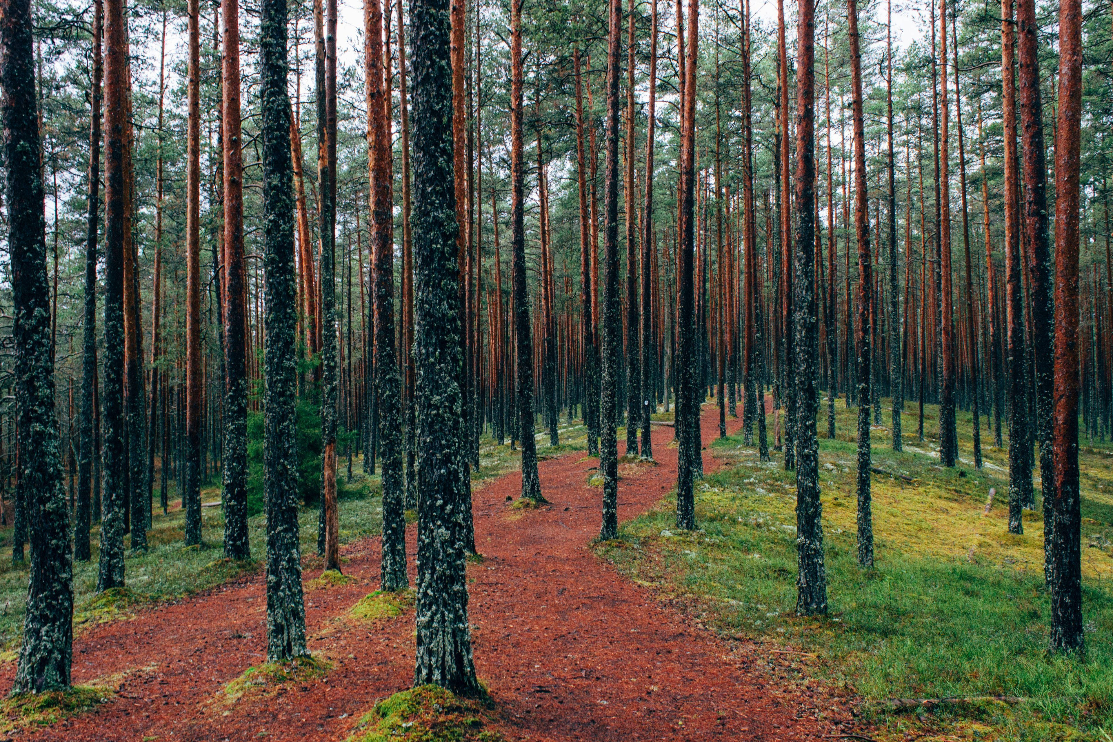 rusty orange, 4K forest, red-brown dirt path, 4K Desktop Wallpaper