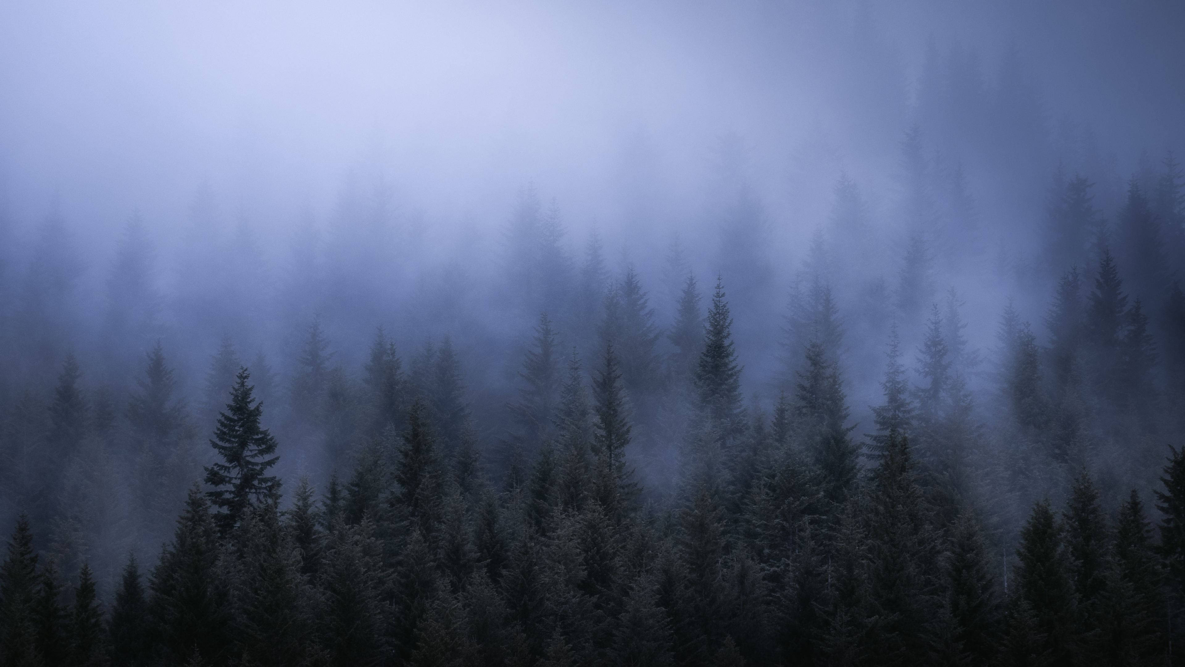 foggy 4k forest background, misty evergreen forest, cool blue fog, 4K Desktop Wallpaper