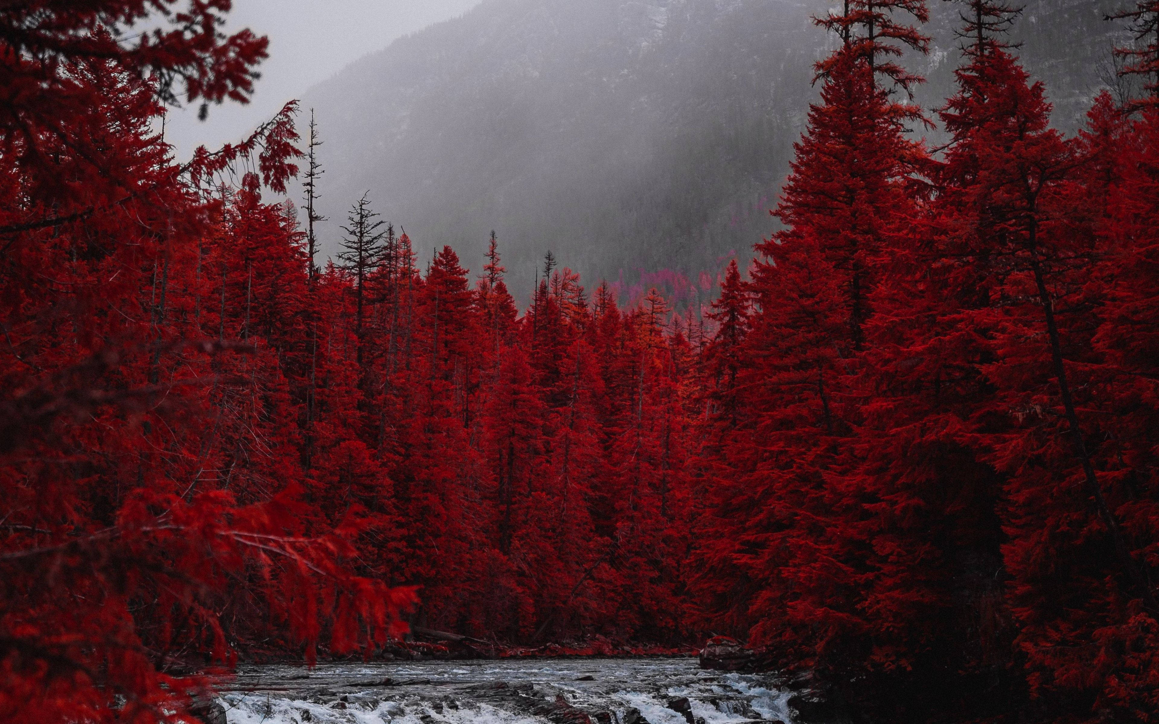 4K Forest, red pine trees, misty mountain valley, 4K Desktop Wallpaper