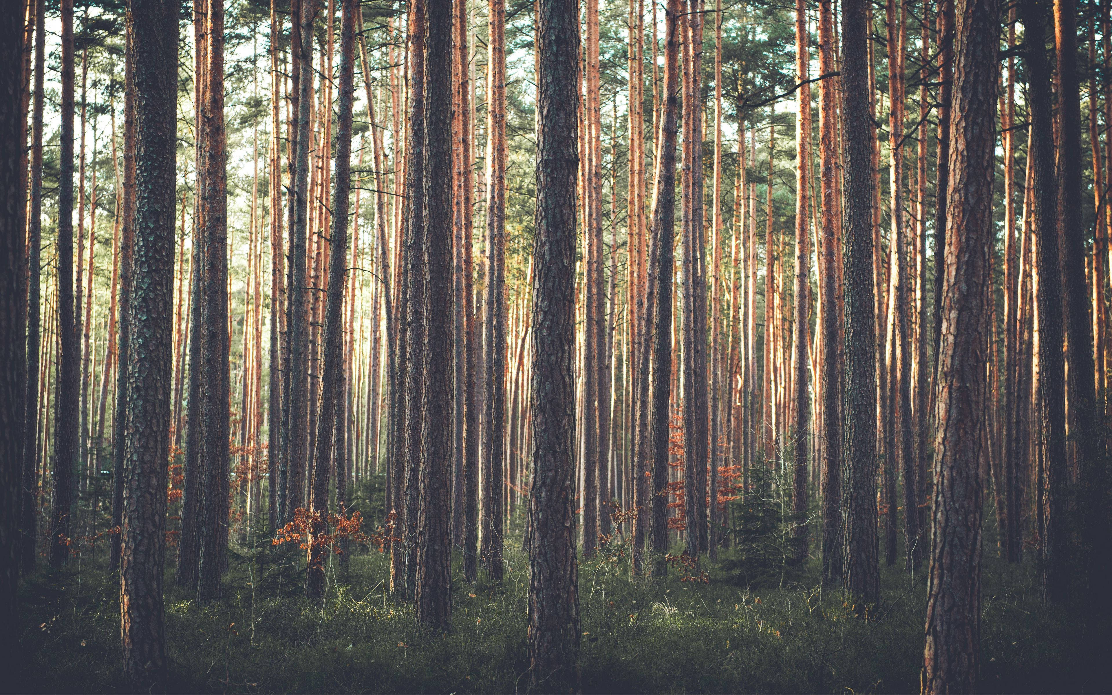 trees during daybreak, 4K Forest, sunlight, 4K Desktop Wallpaper