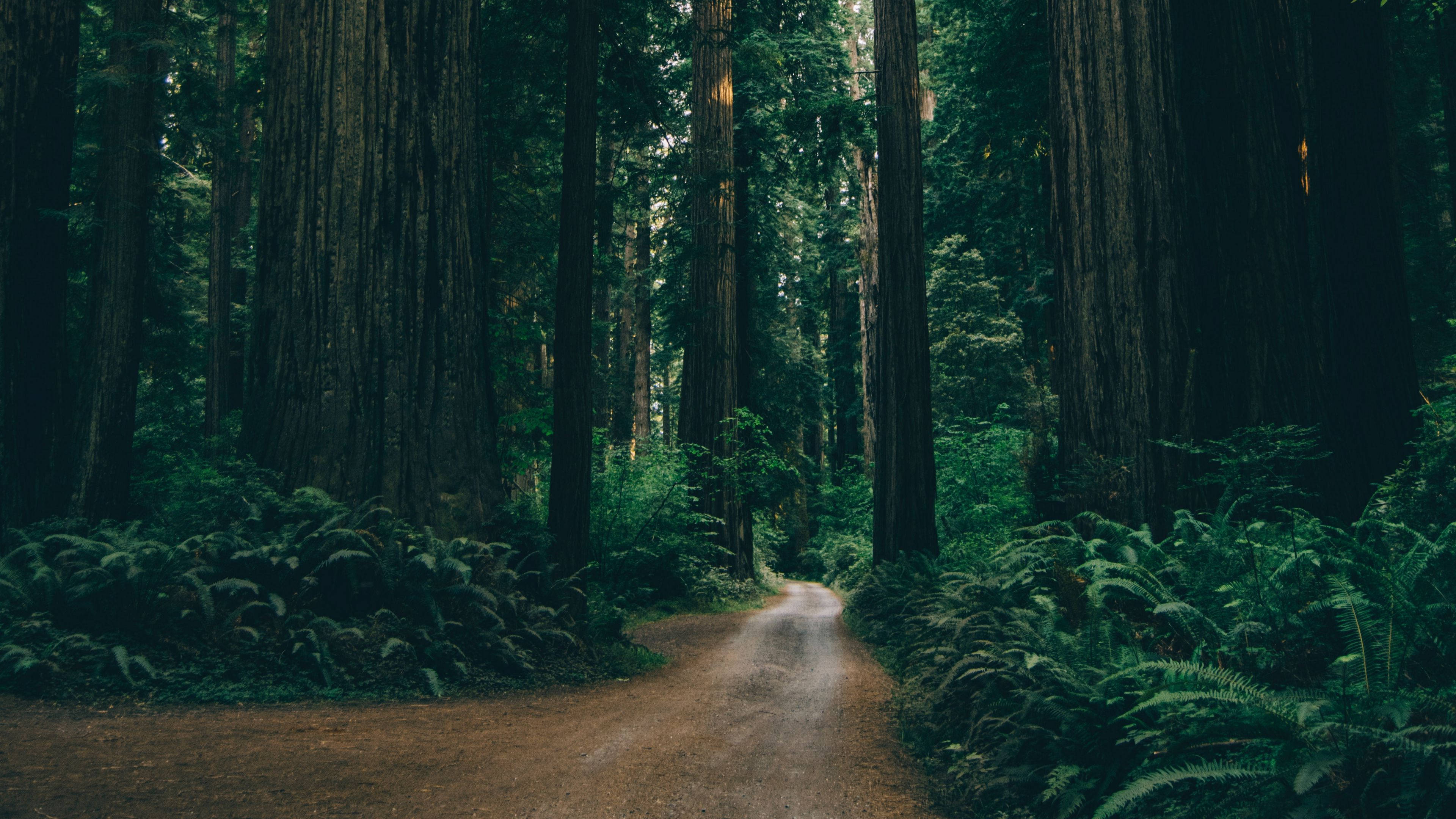 4K Forest, dirt pathway, redwood trees, 4K Desktop Wallpaper