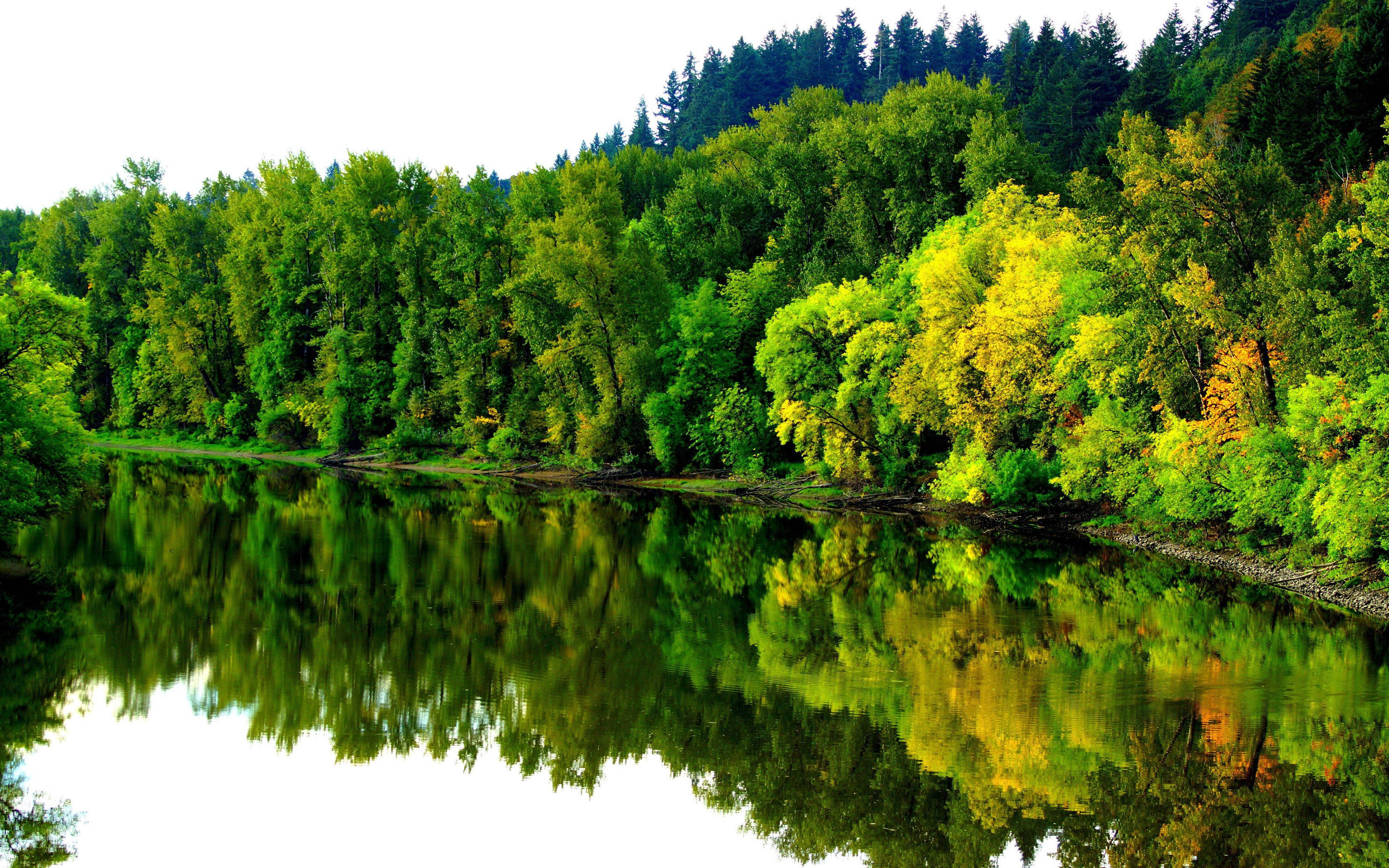 4K Forest, calm lake, vibrant green and yellow autumn trees, 4K Desktop Wallpaper