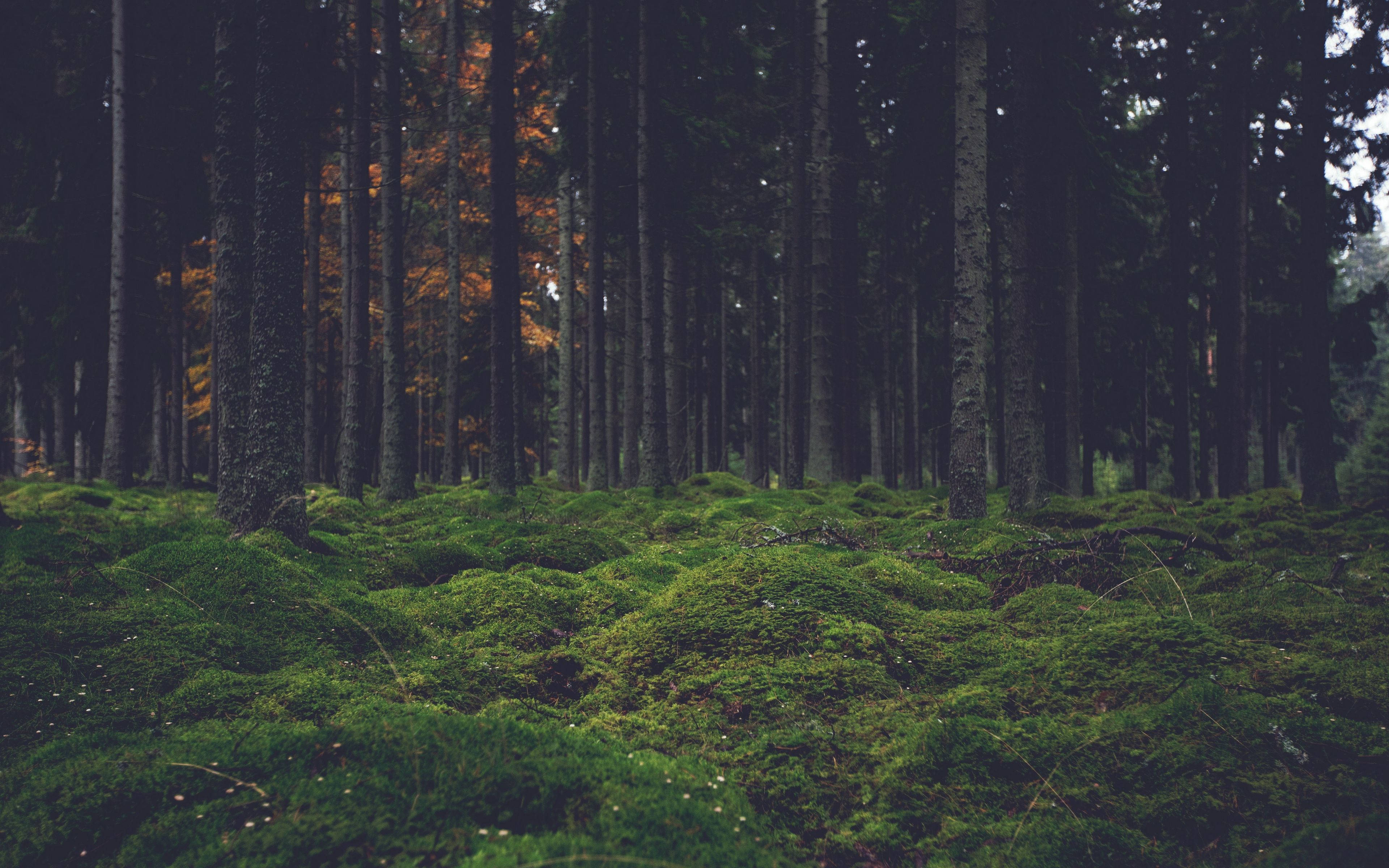 4K Forest, forest floor, vibrant green moss, 4K Desktop Wallpaper