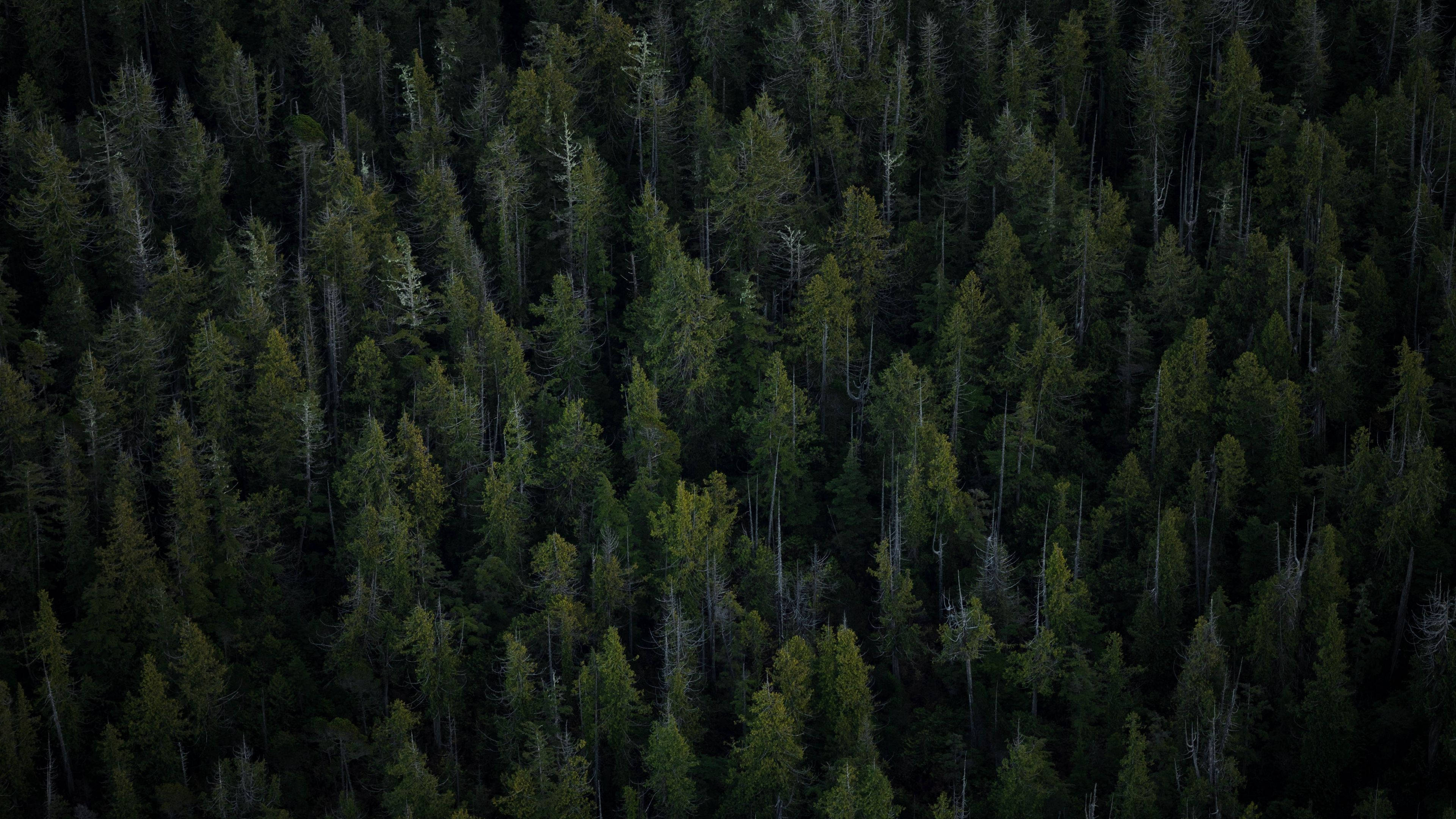 aerial view, pine trees, 4K forest, 4K Desktop Wallpaper