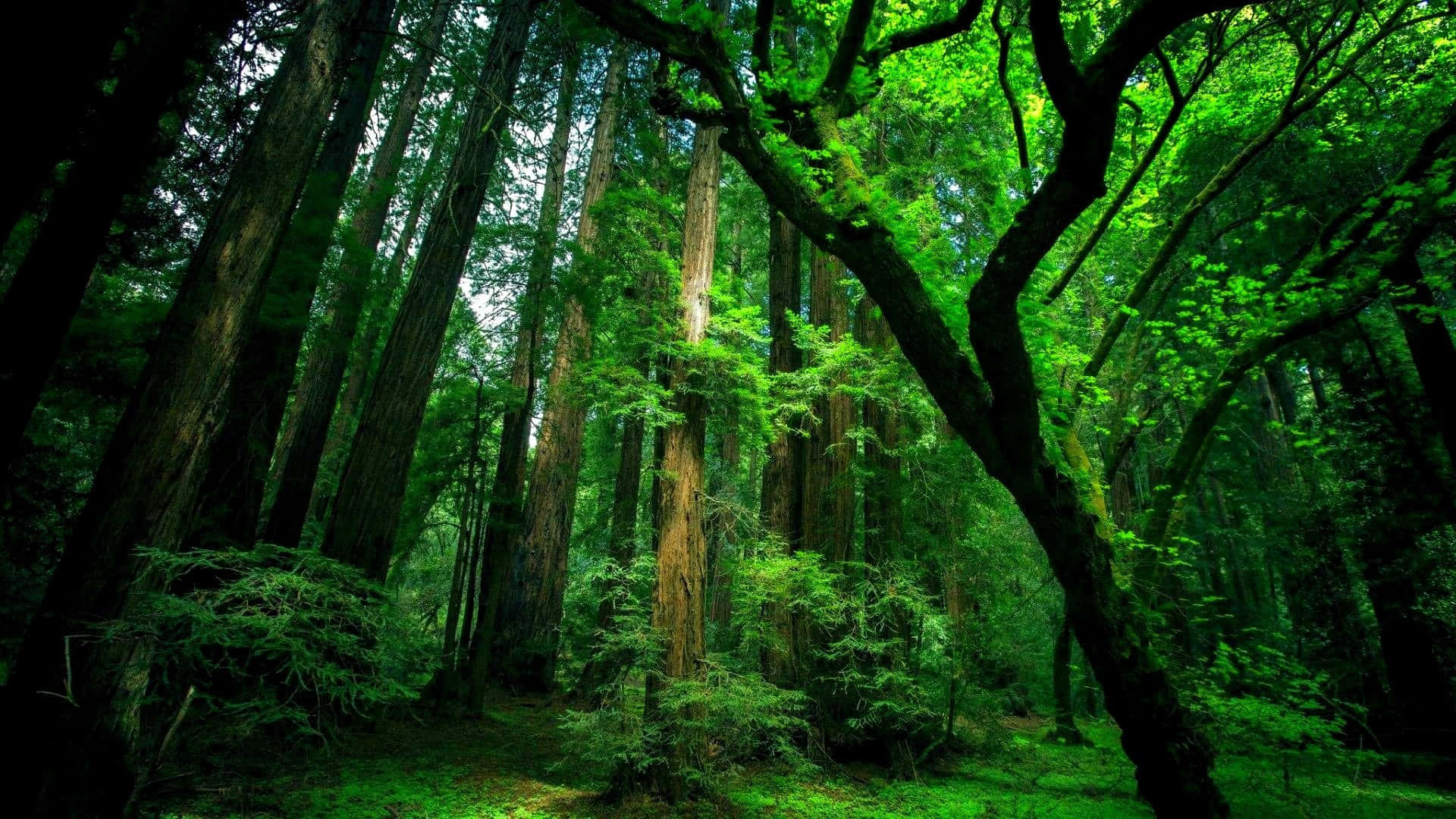 3D forest, redwood trees, mossy trunks, Full HD Desktop Wallpaper