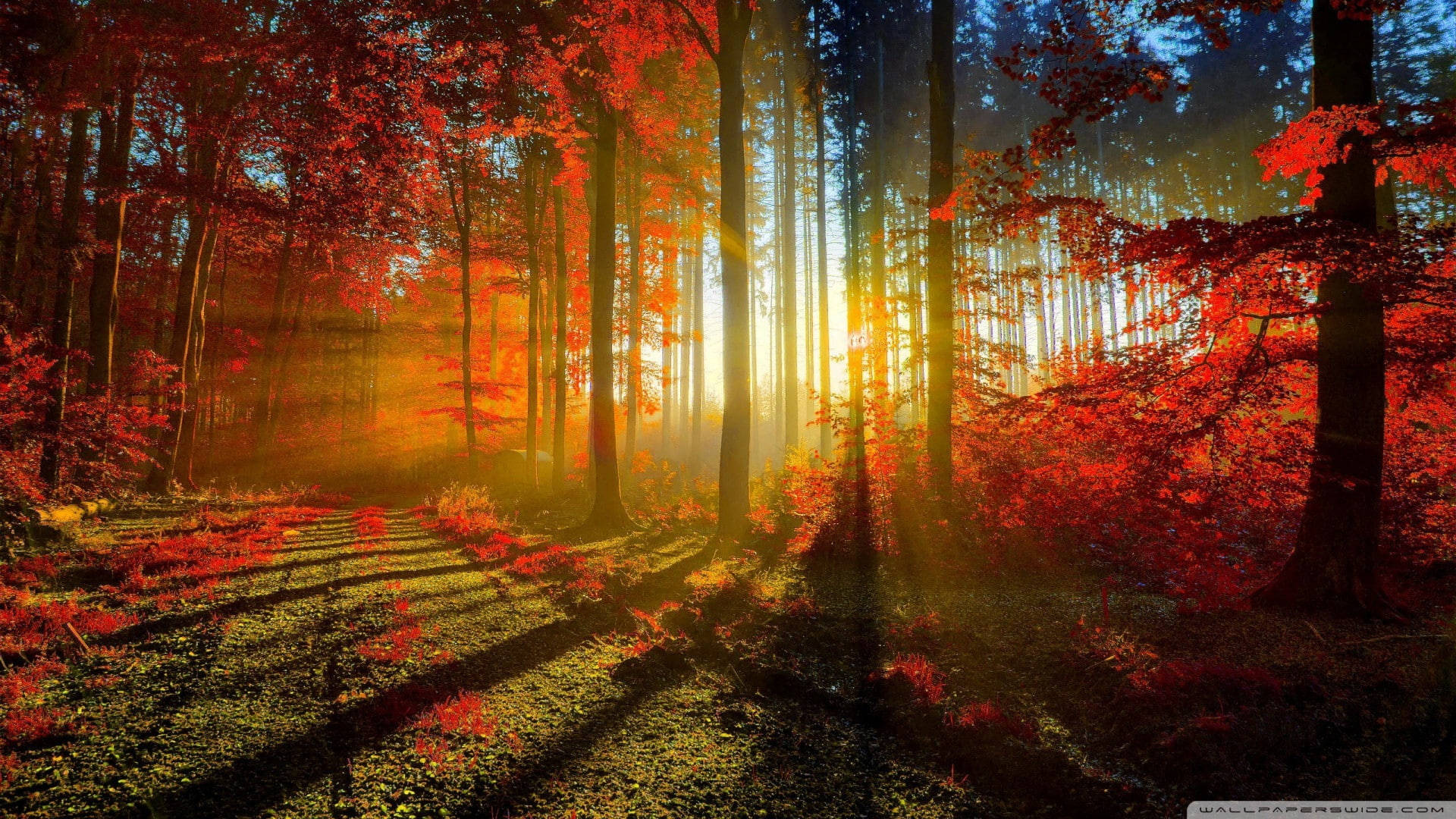 4K, autumn forest, sunset, Full HD Desktop Wallpaper