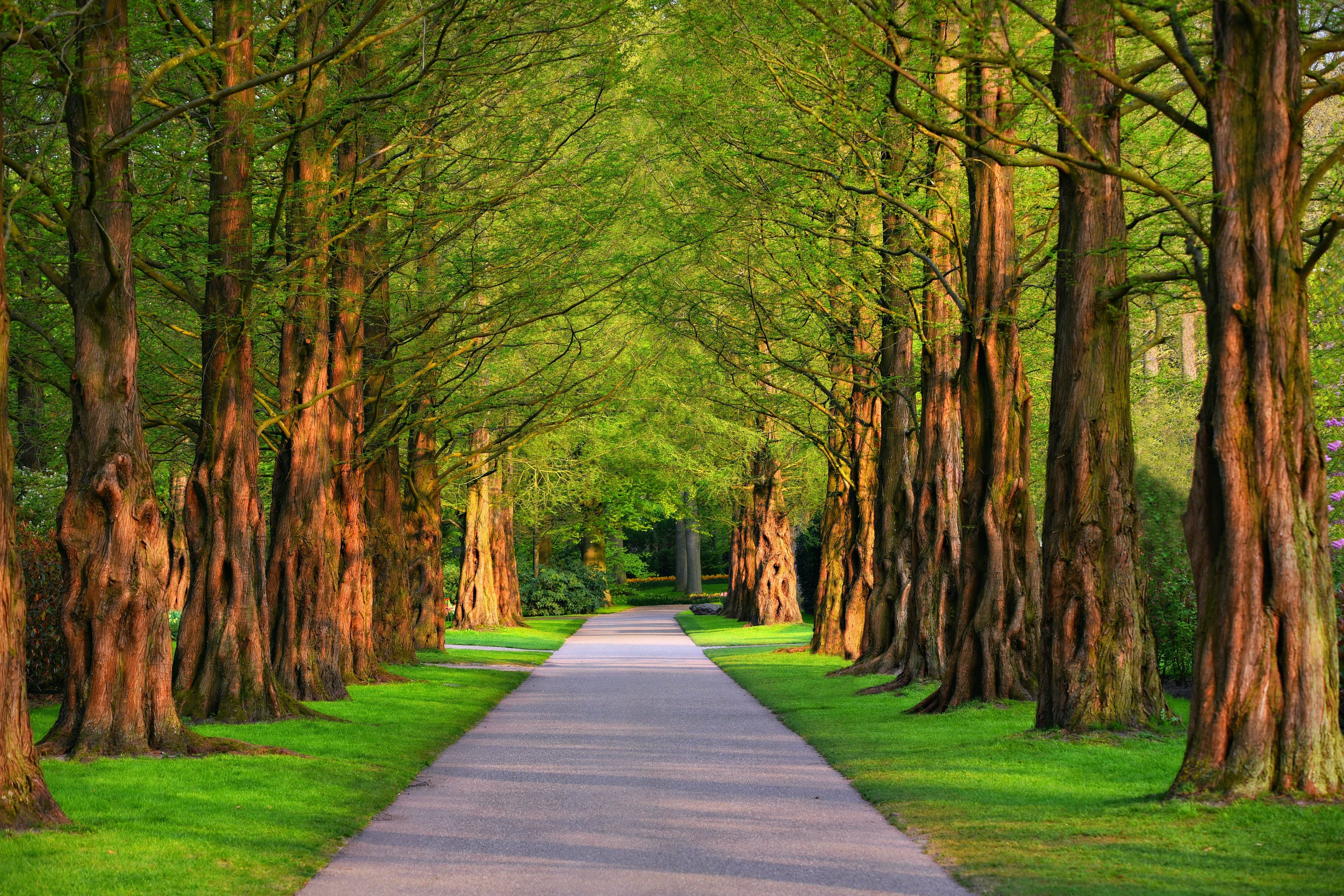 Nature 4K Tree Path, paved path, canopy of towering trees, 5K Desktop Wallpaper