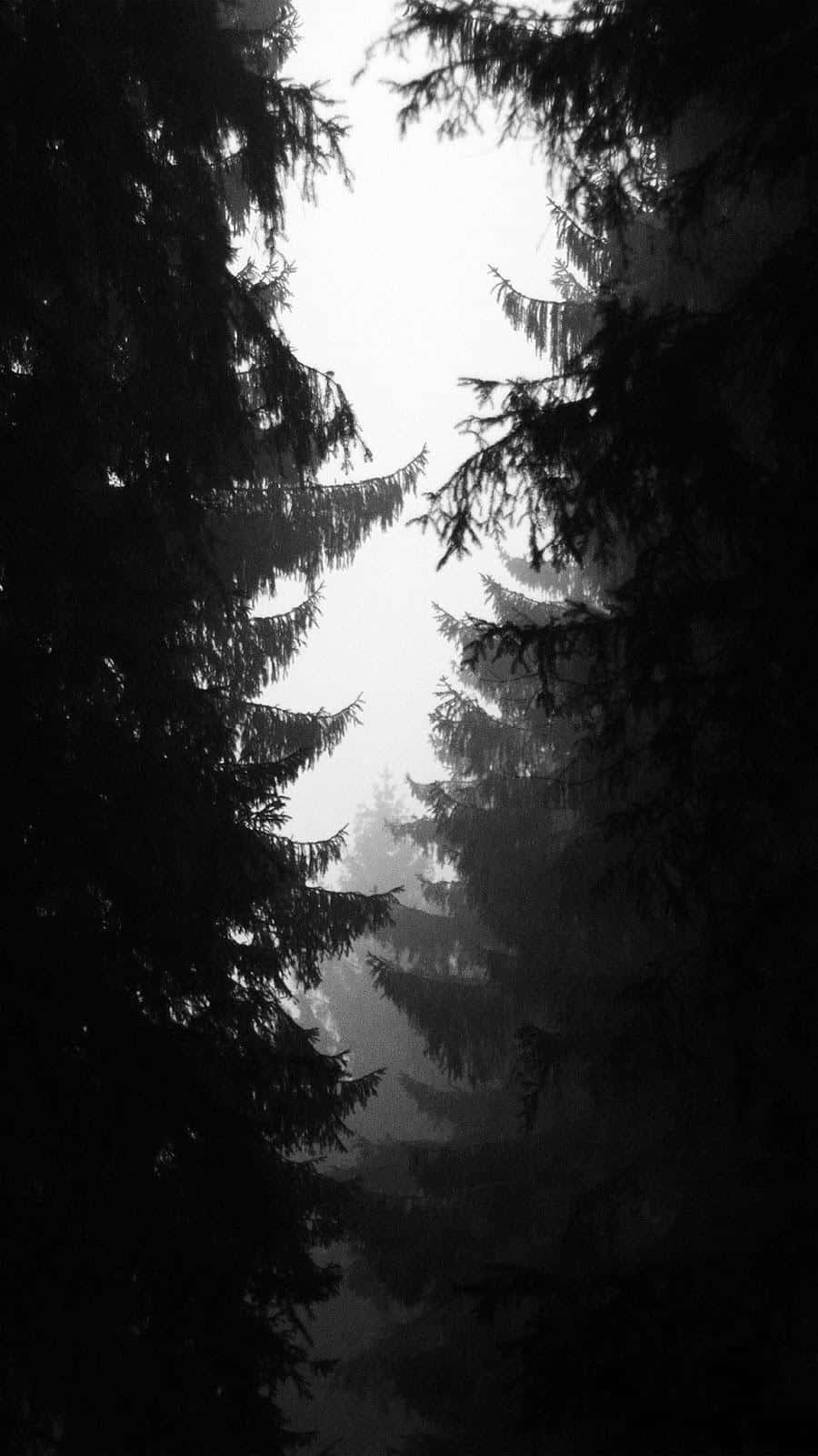 4K, iPhone 7 Plus, forest, HD Phone Wallpaper