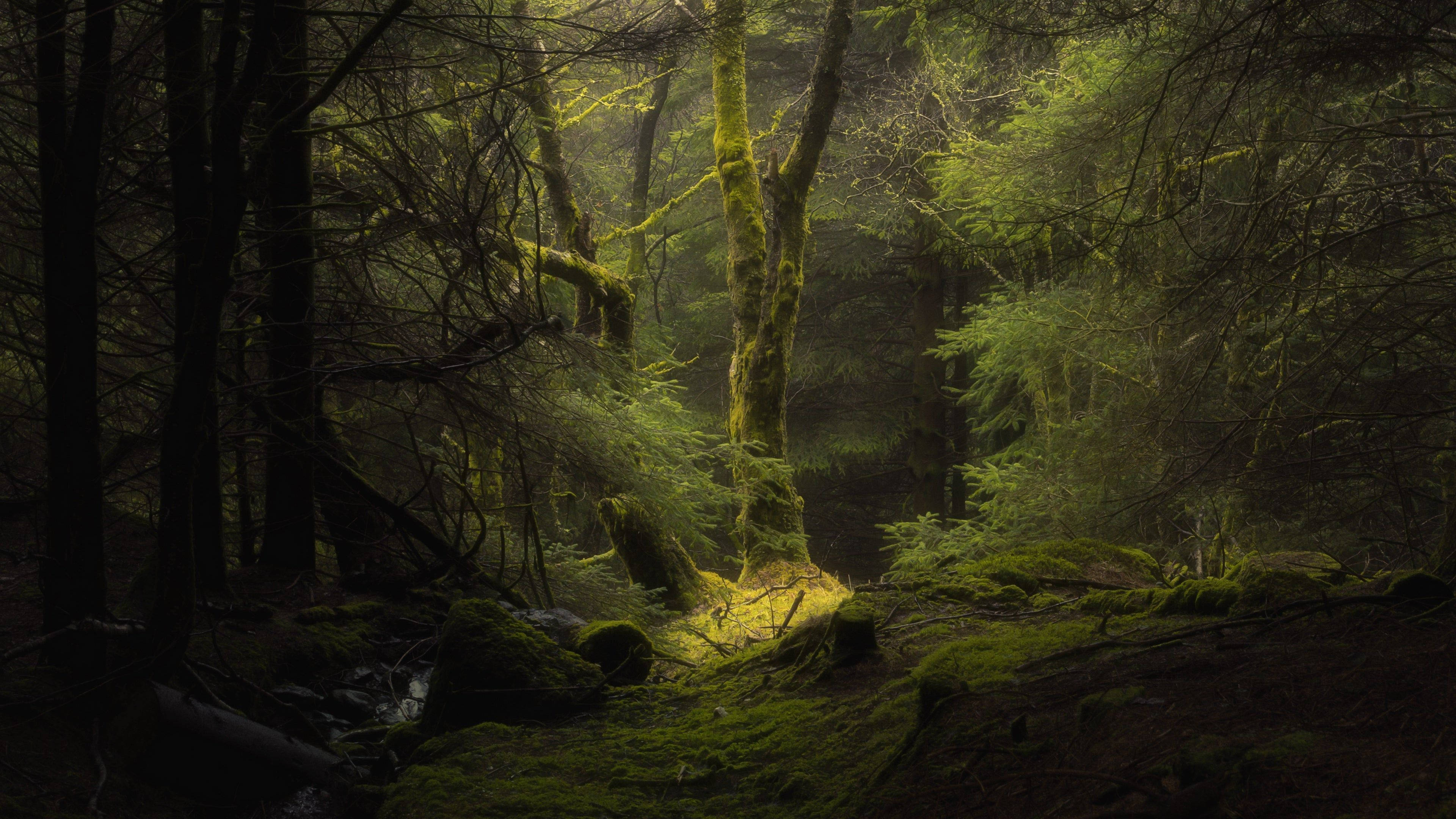 4K Forest, dim sunlight, misty forest, 4K Desktop Wallpaper