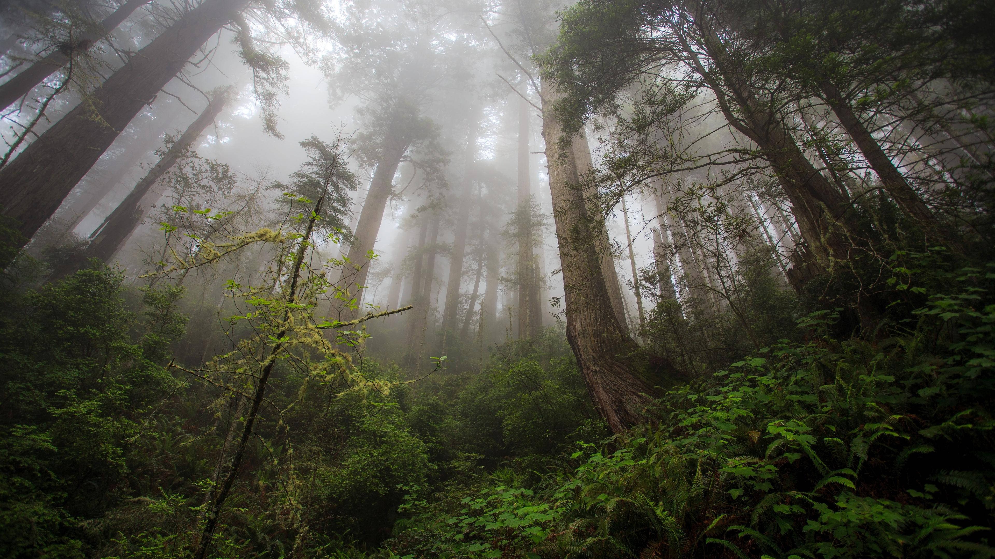 worm's eye view, woodlands, 4K forest, 4K Desktop Wallpaper