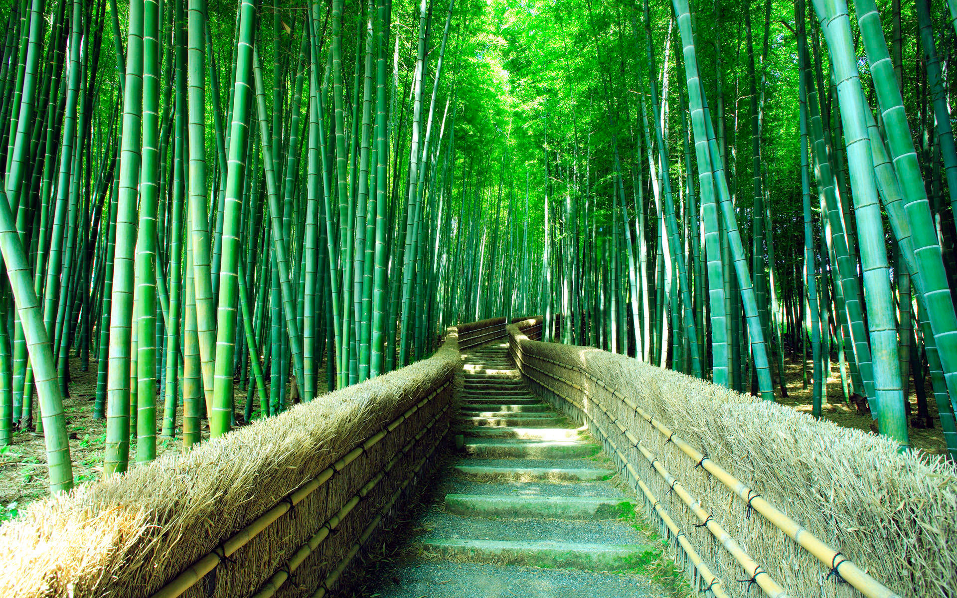 tall bamboo, 4K forest, stone path, Full HD Desktop Wallpaper