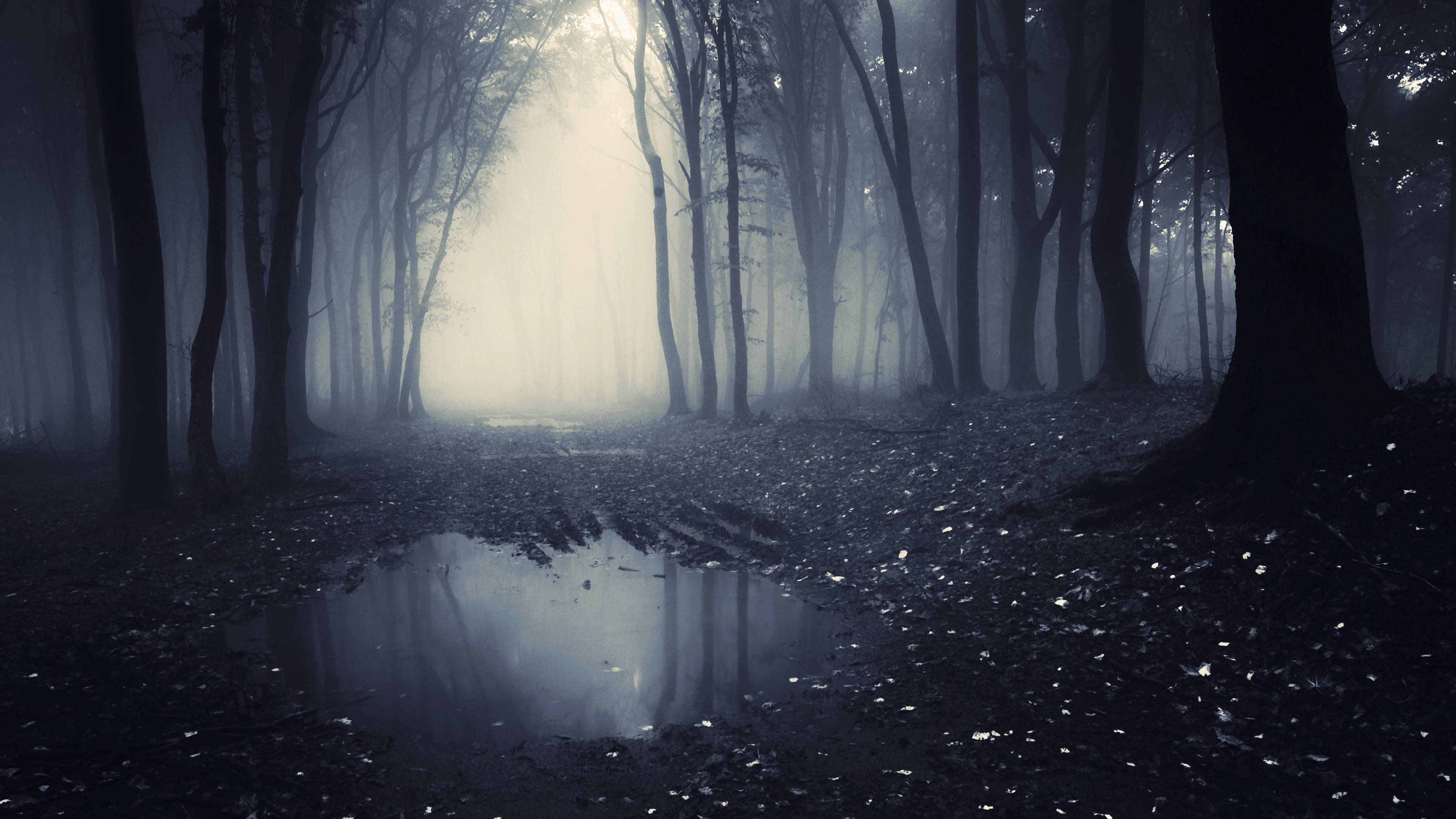 4K, foggy forest, dawn, 4K Desktop Wallpaper