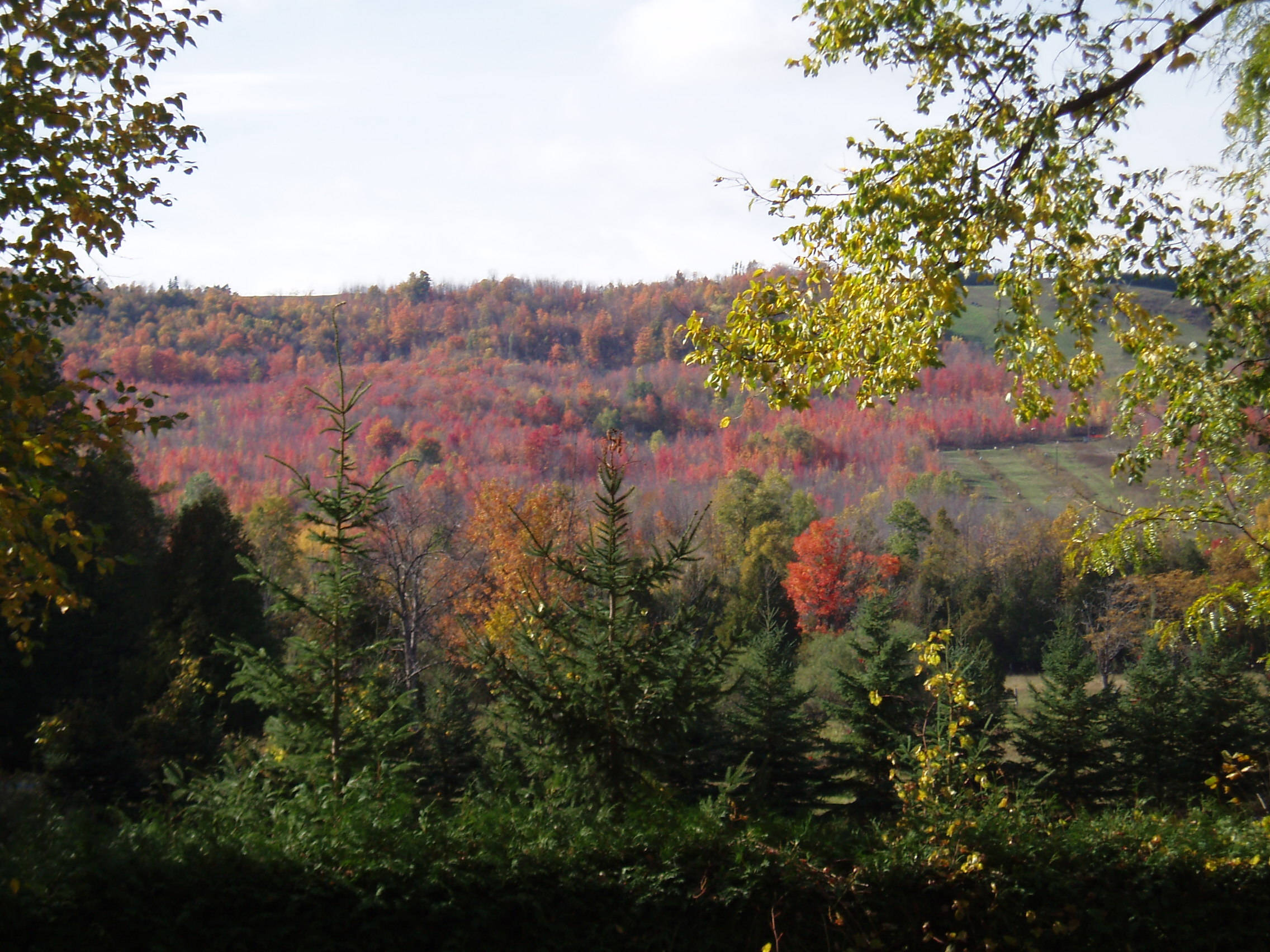 4K Autumn Woods Panorama, autumn forest, rolling hillside, Full HD Desktop Wallpaper