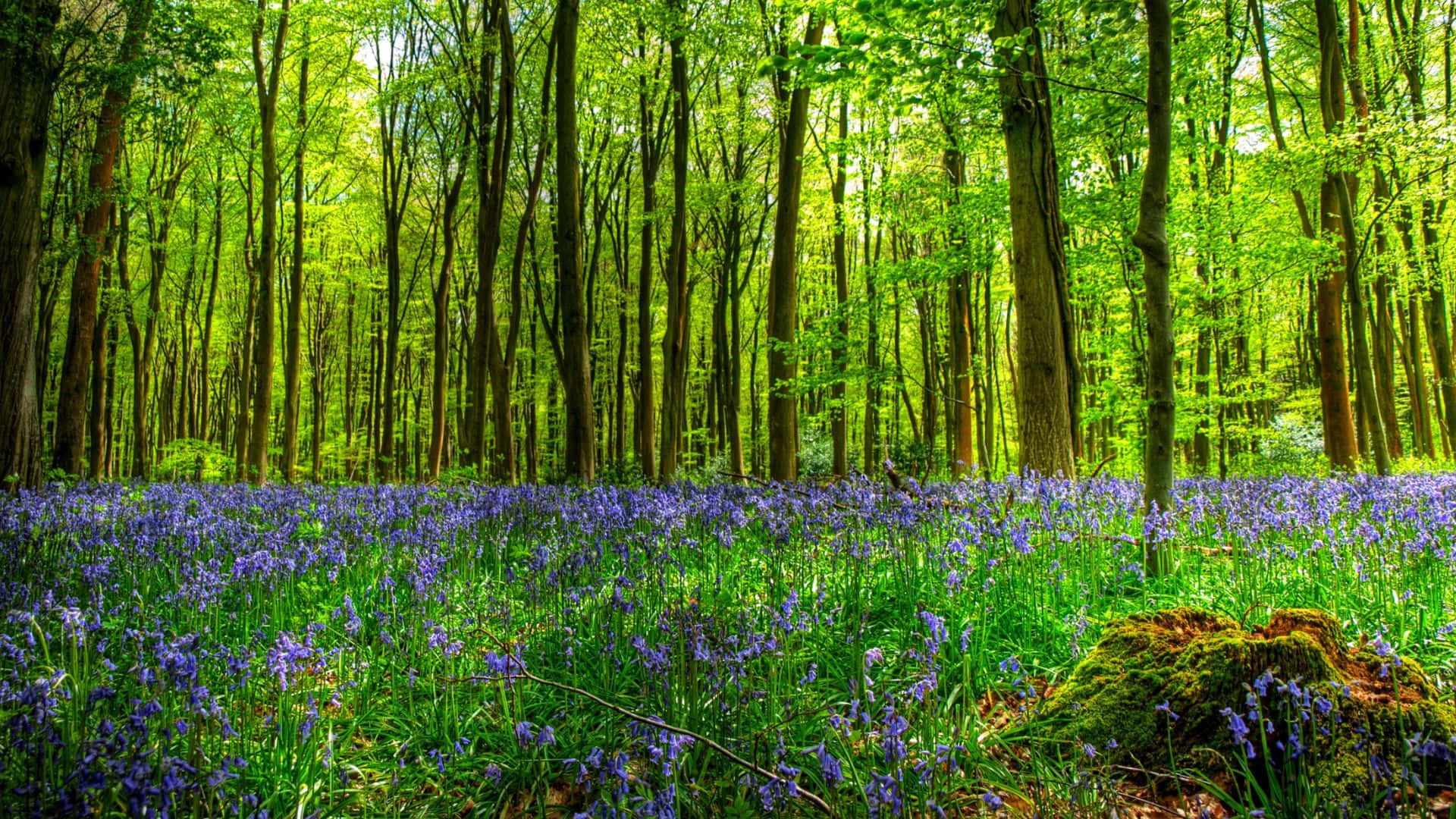 3D forest, Sunlight, tall trees, Full HD Desktop Wallpaper
