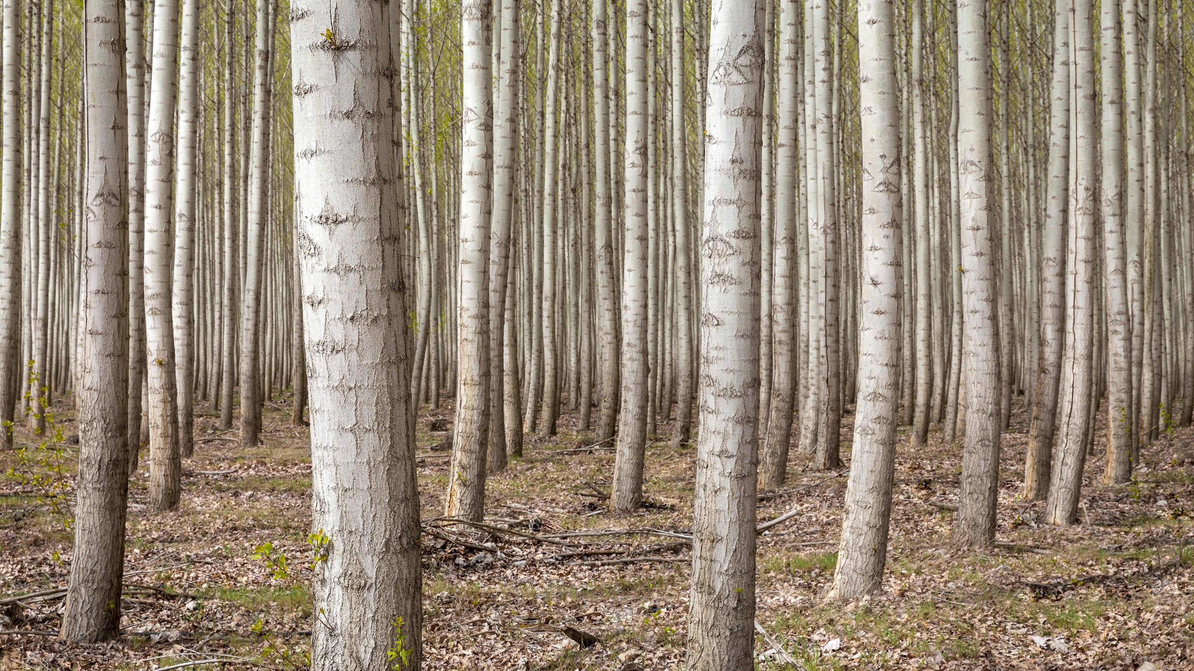 4K Forest, aspen trees, white bark, 4K Desktop Wallpaper