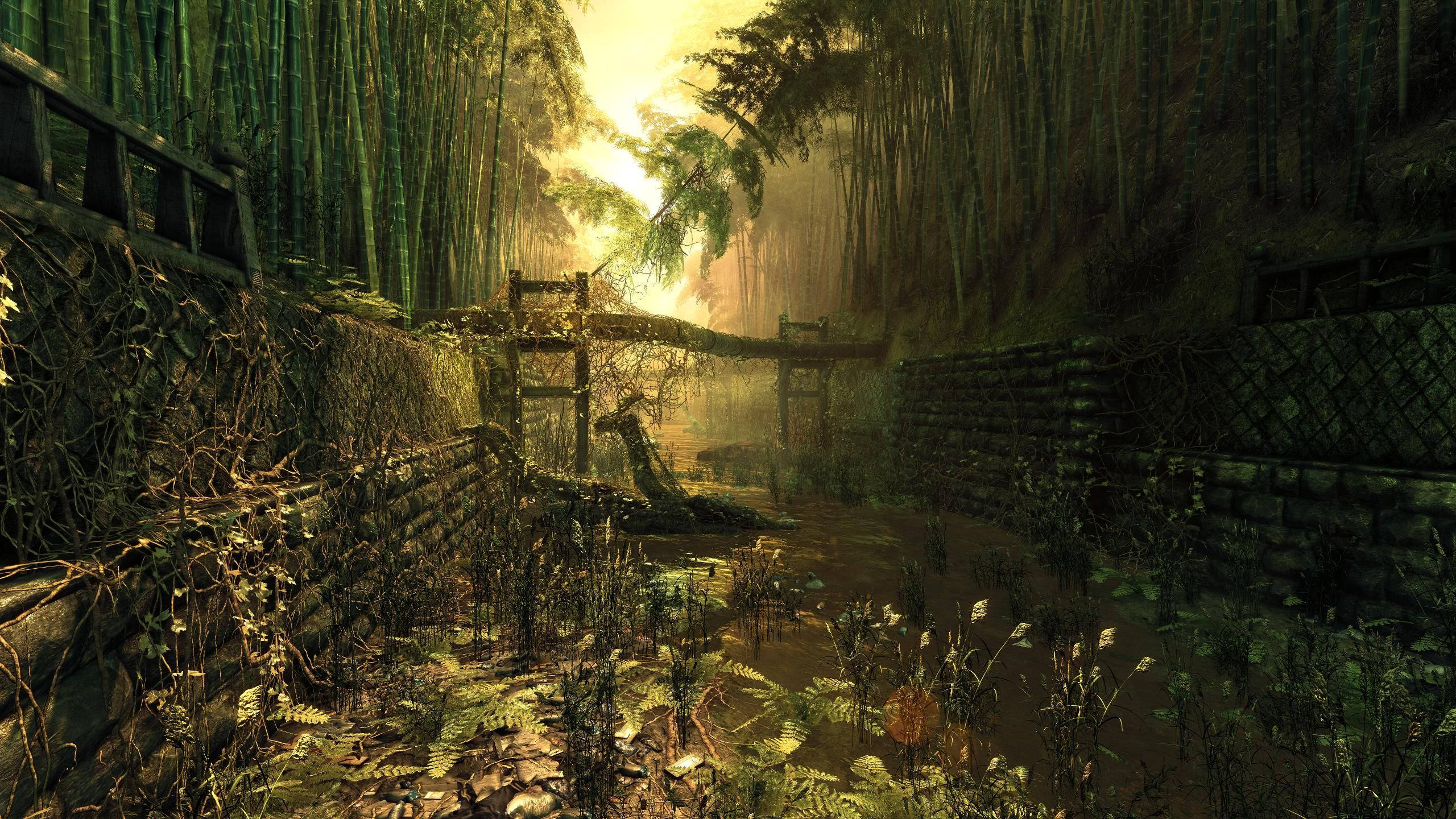 bamboo, 4K, dark forest, 2K Desktop Wallpaper